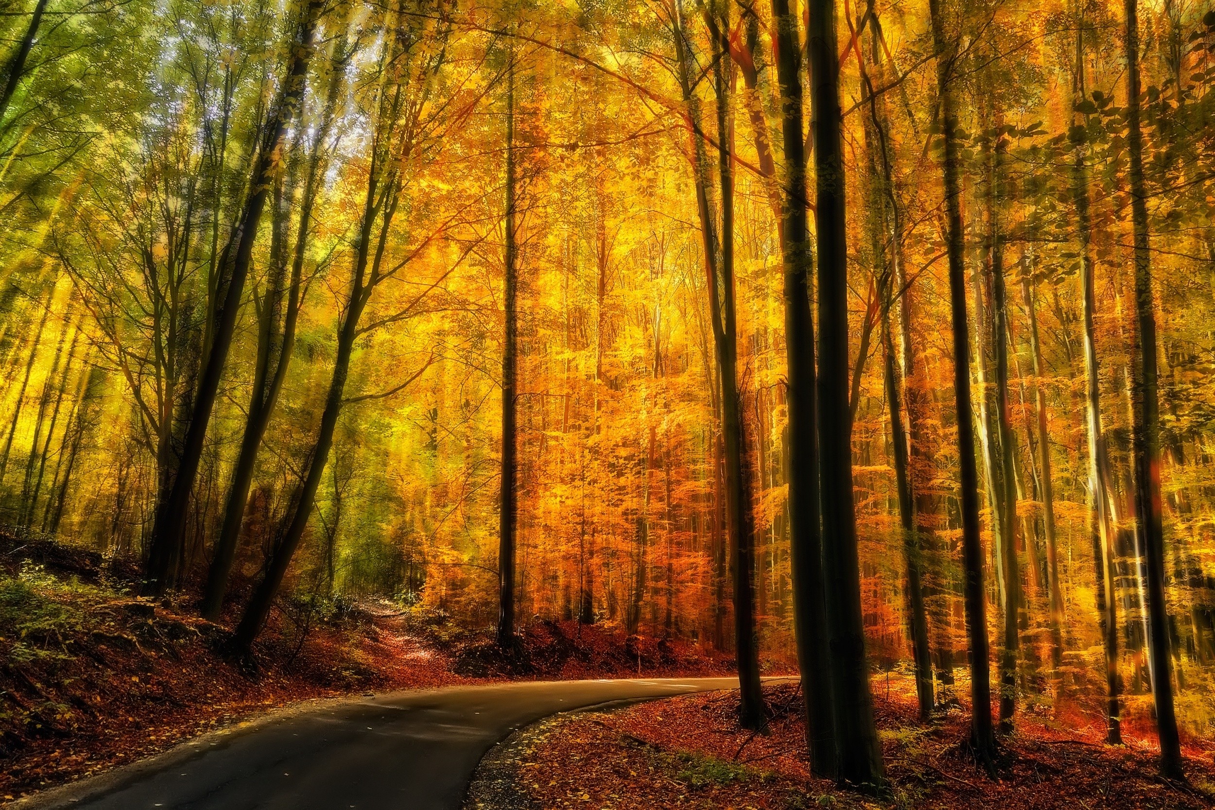 General 2500x1667 nature fall forest road path yellow trees sunlight