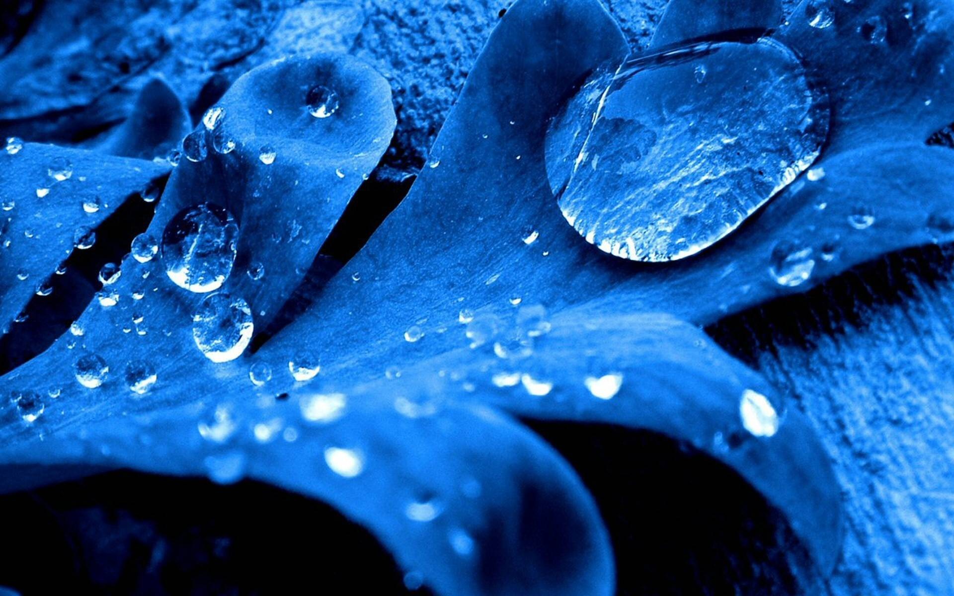 General 1920x1200 photography photo manipulation blue leaves water drops macro plants
