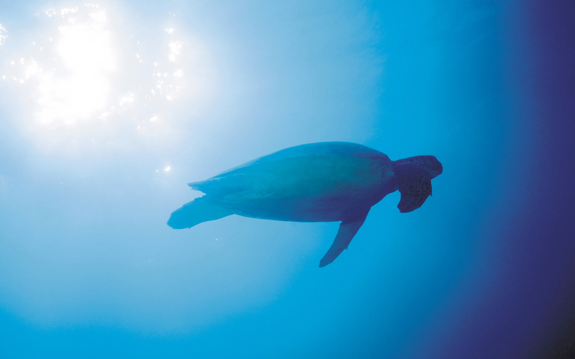 General 1920x1200 photography nature sea water underwater animals sunlight turtle cyan blue sea life
