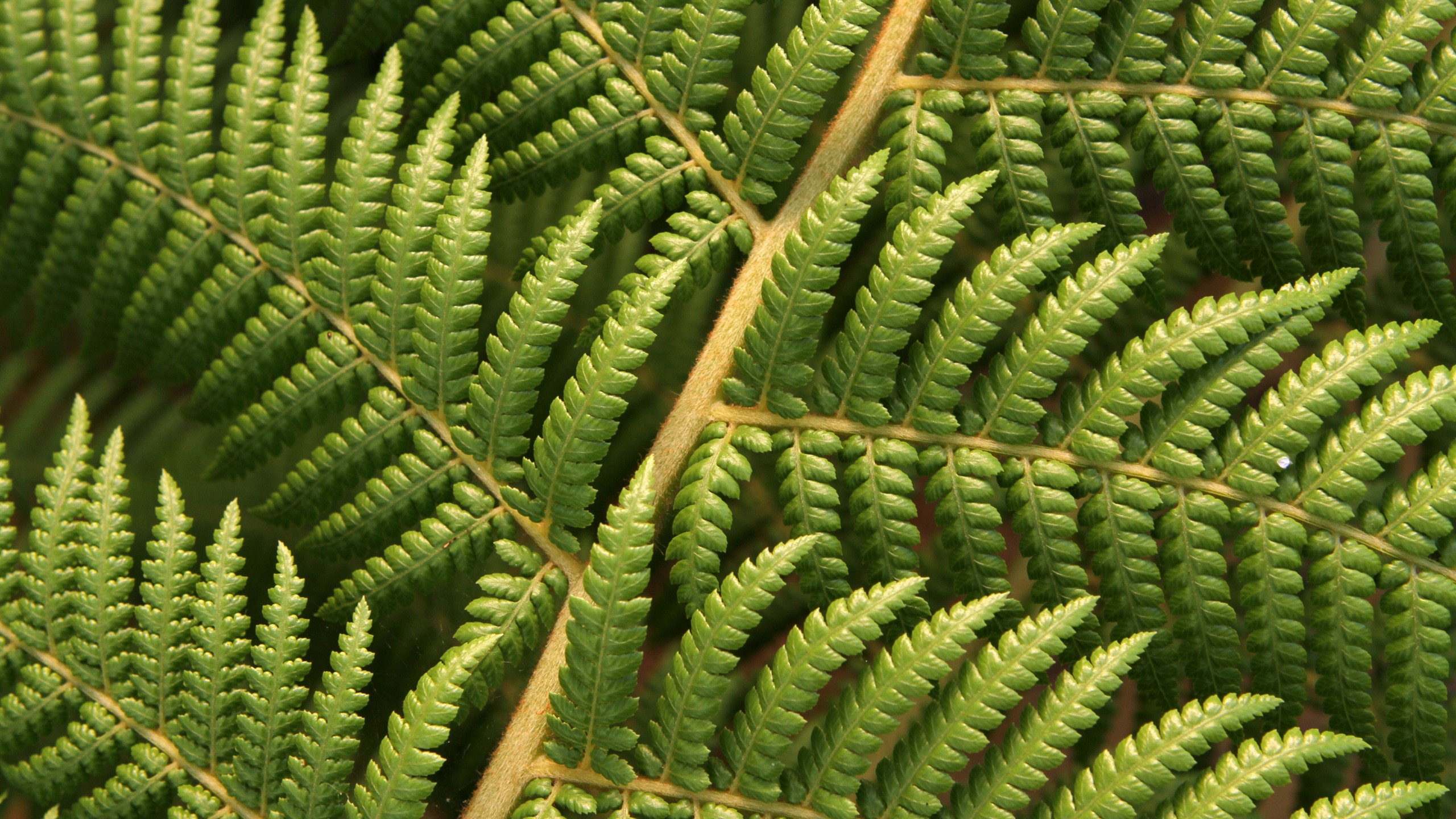 General 2560x1440 plants ferns macro nature leaves green