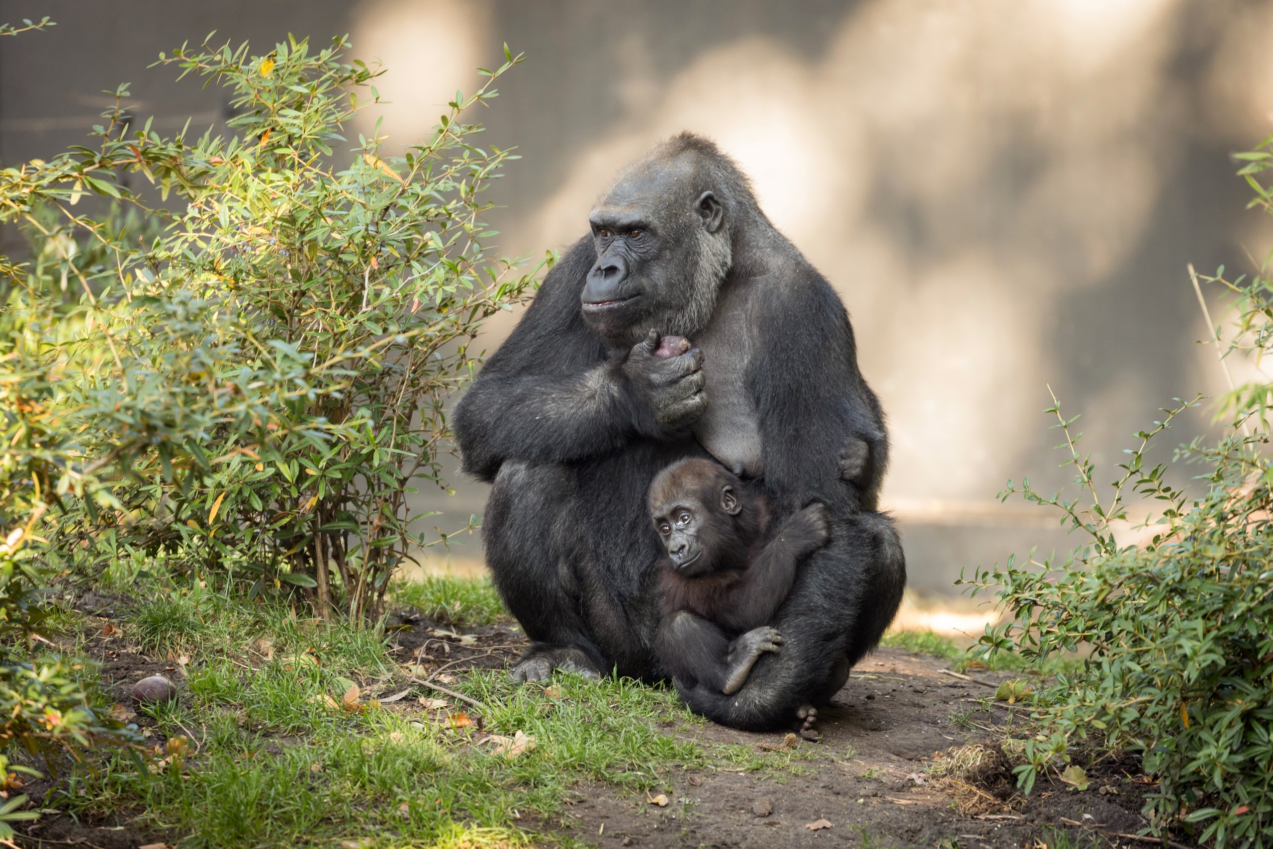 General 2560x1707 Mother children baby animals love apes dirt mammals animals nature