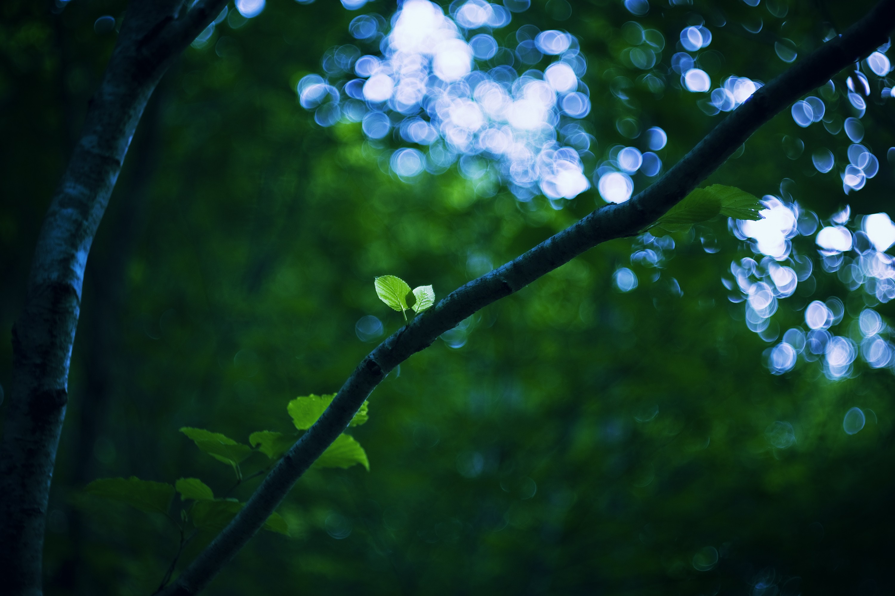 General 3000x2000 plants trees forest bokeh