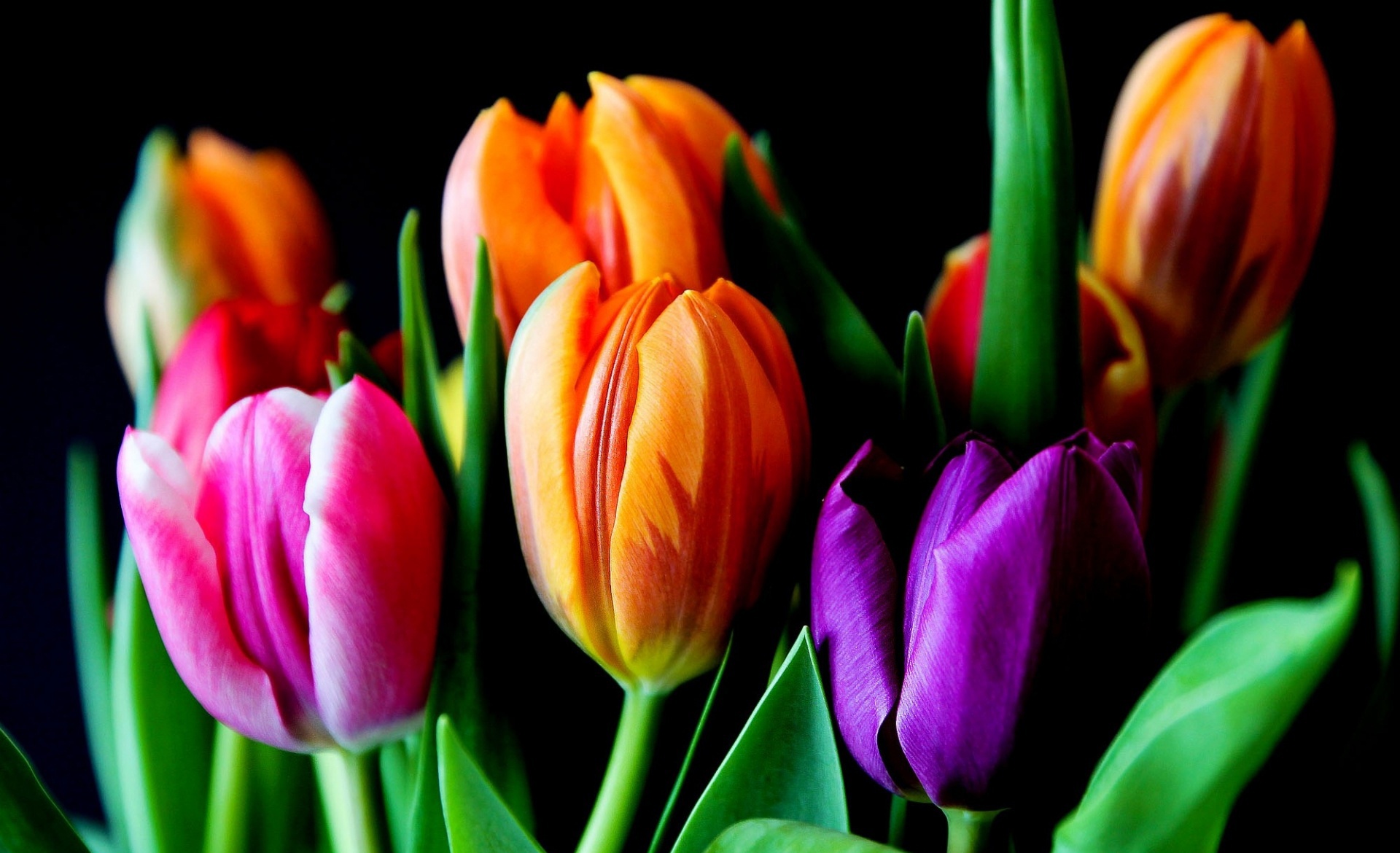 General 1920x1170 colorful flowers tulips closeup macro