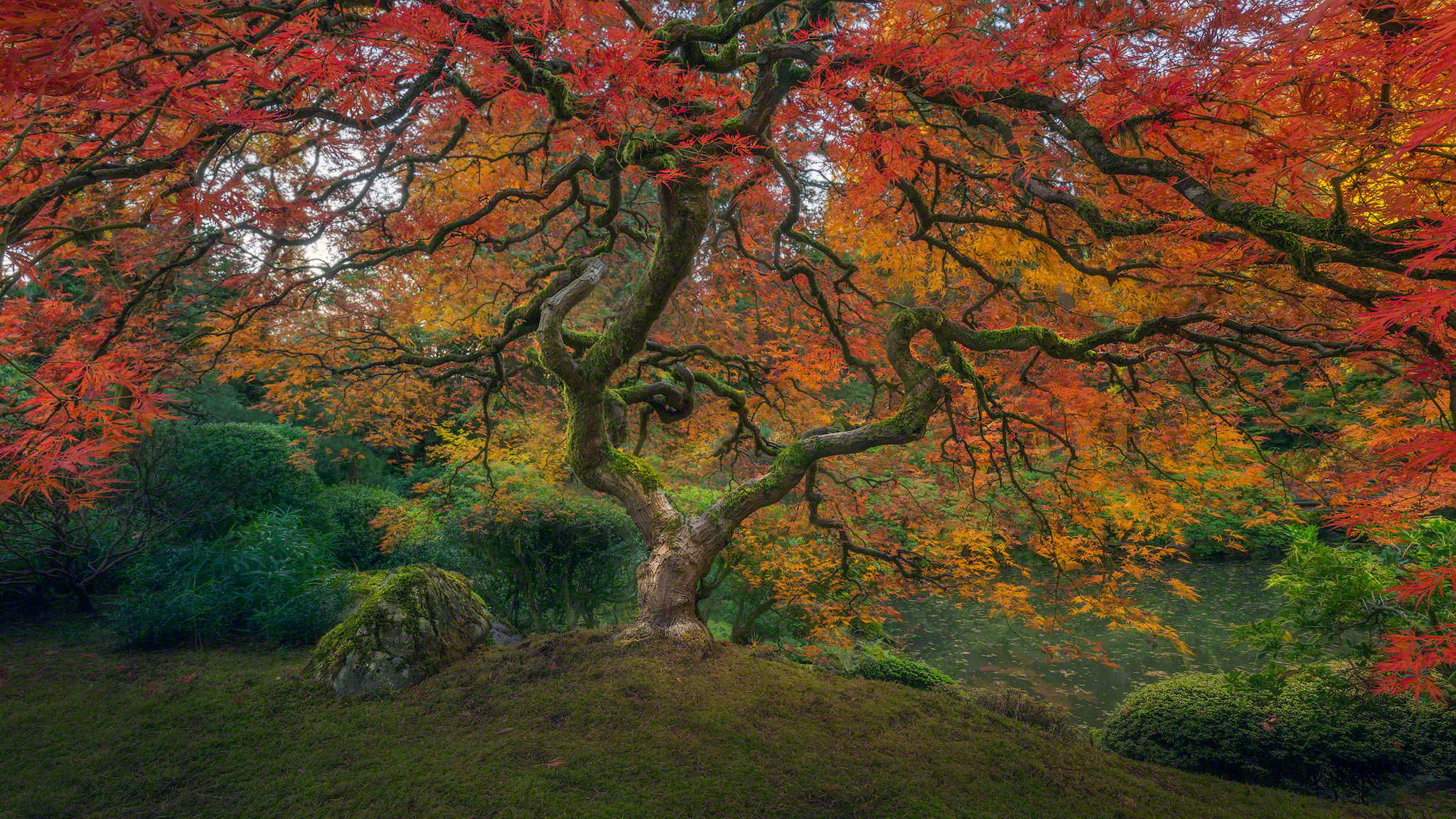 General 2048x1152 Portland trees fall colorful plants hills moss landscape national park