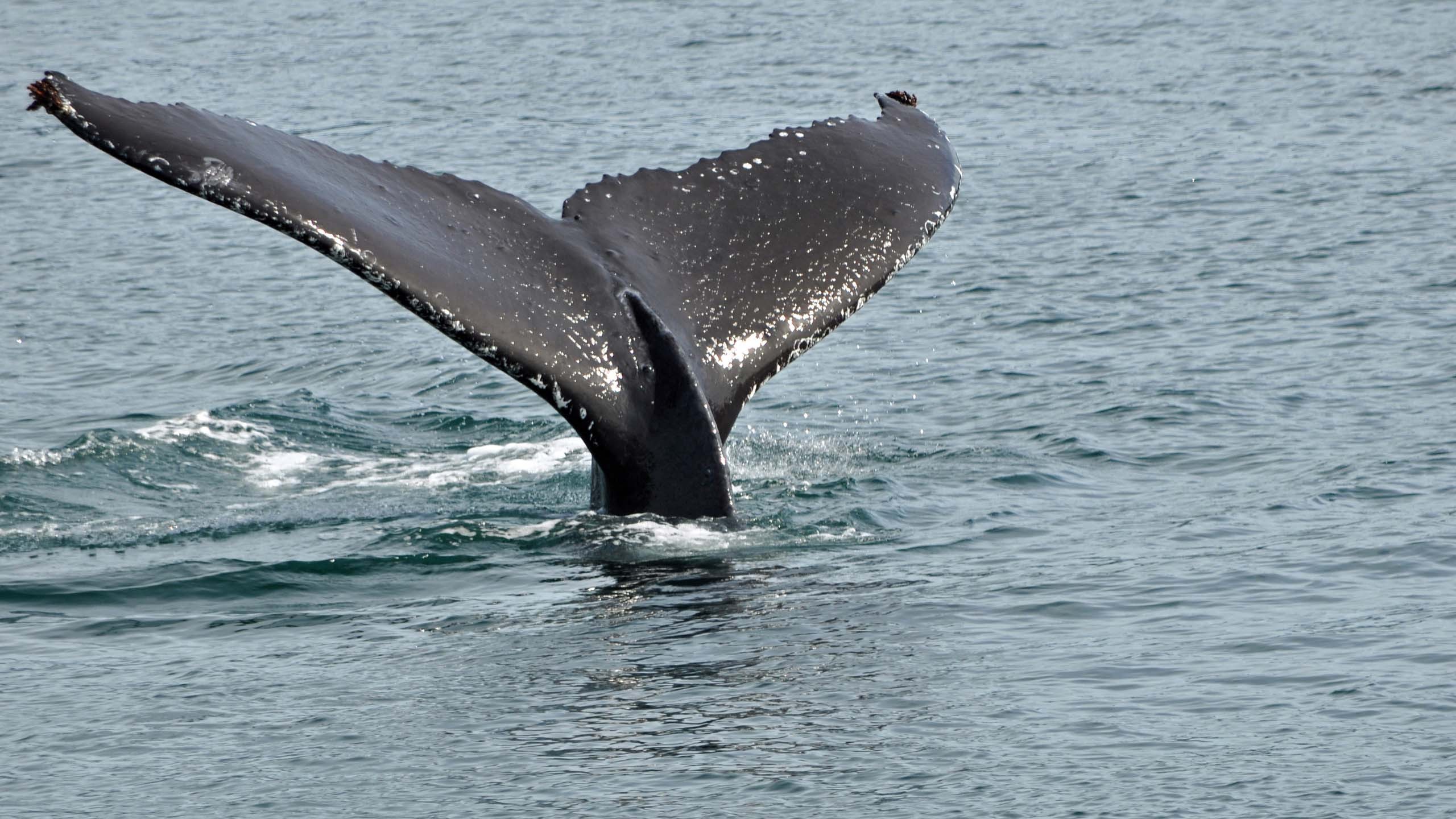 General 2560x1440 sea whale animals mammals