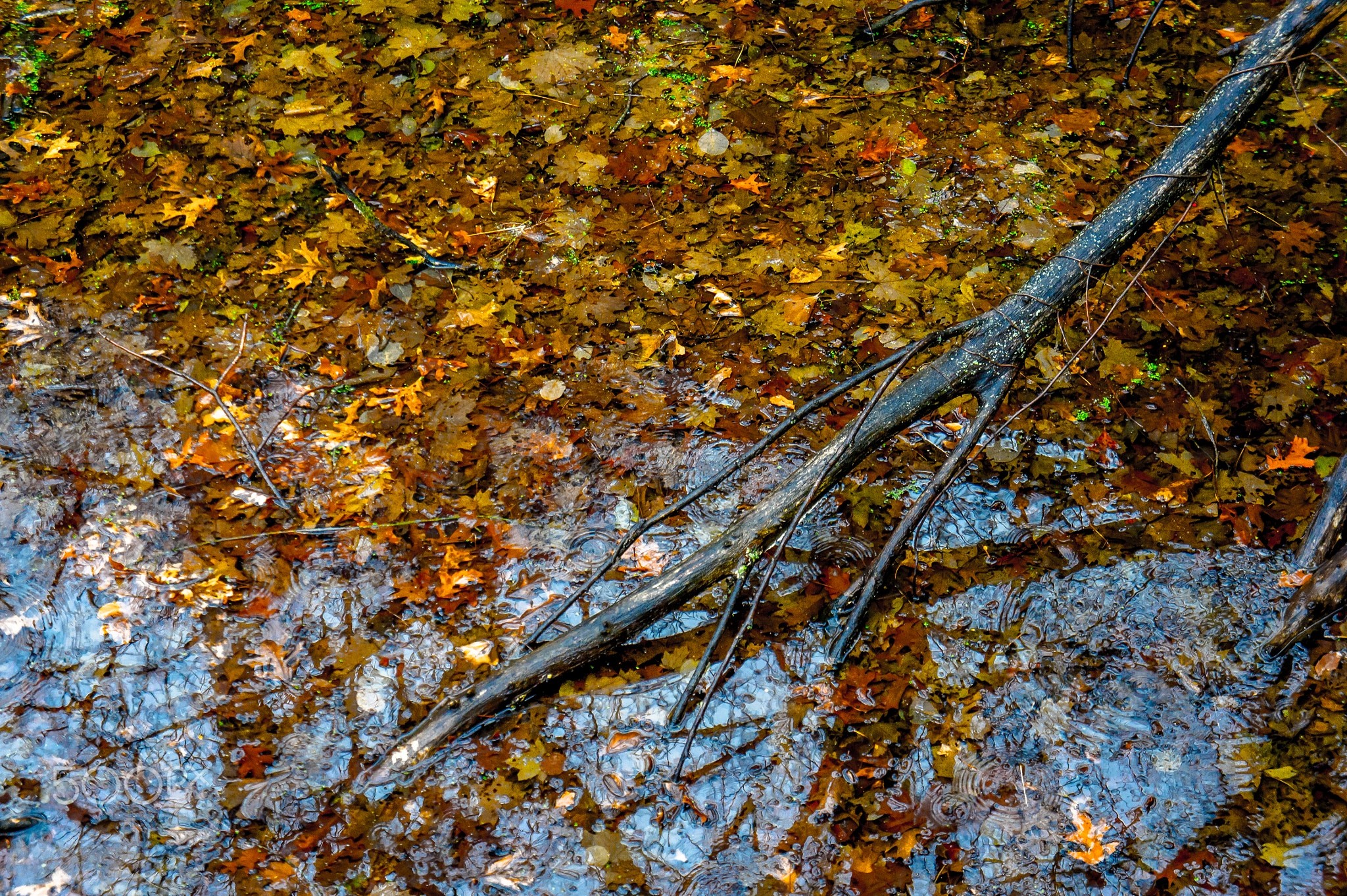 General 2048x1363 500px water branch nature fall leaves
