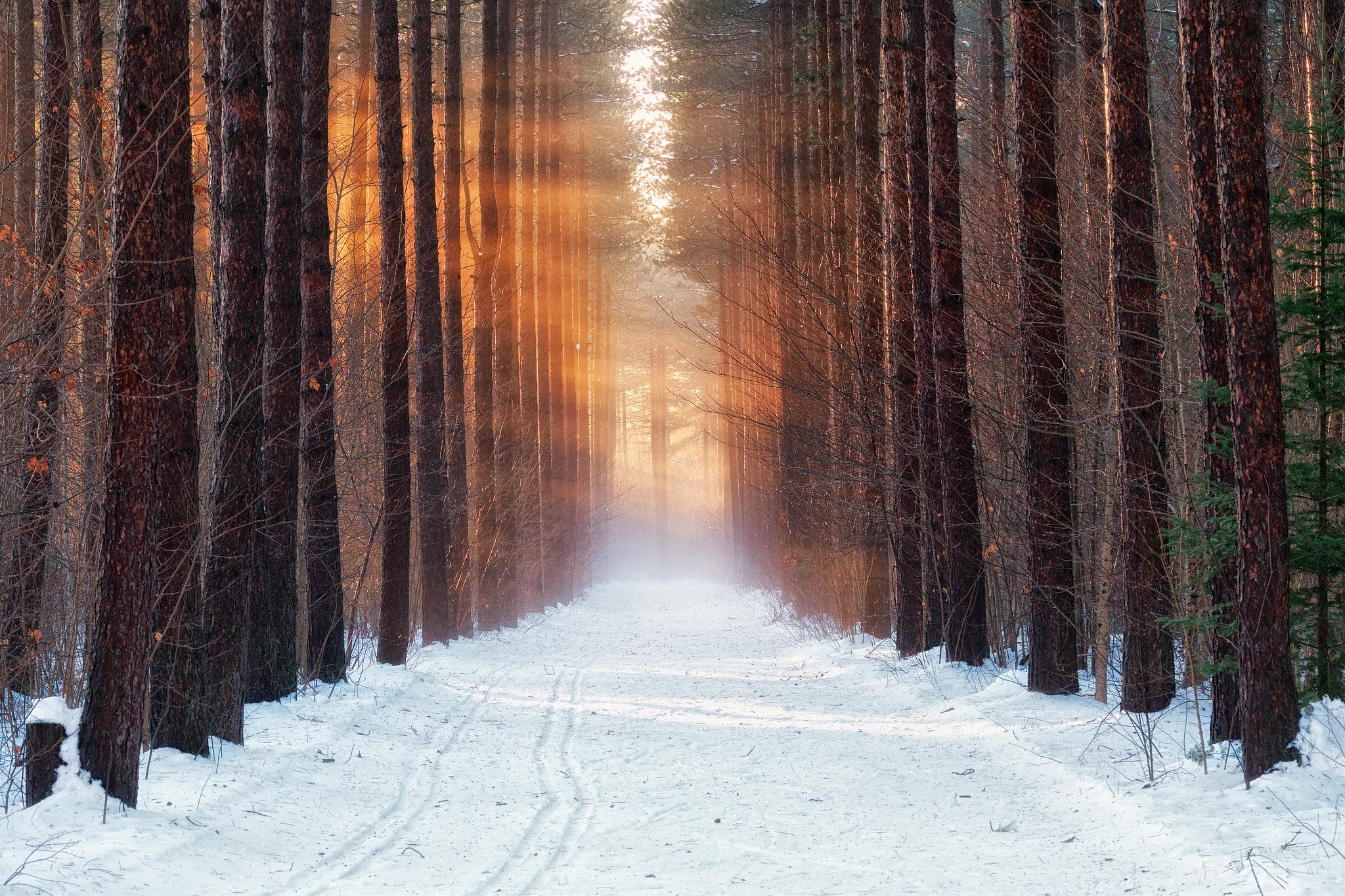 General 2048x1365 cold winter forest snow morning nature