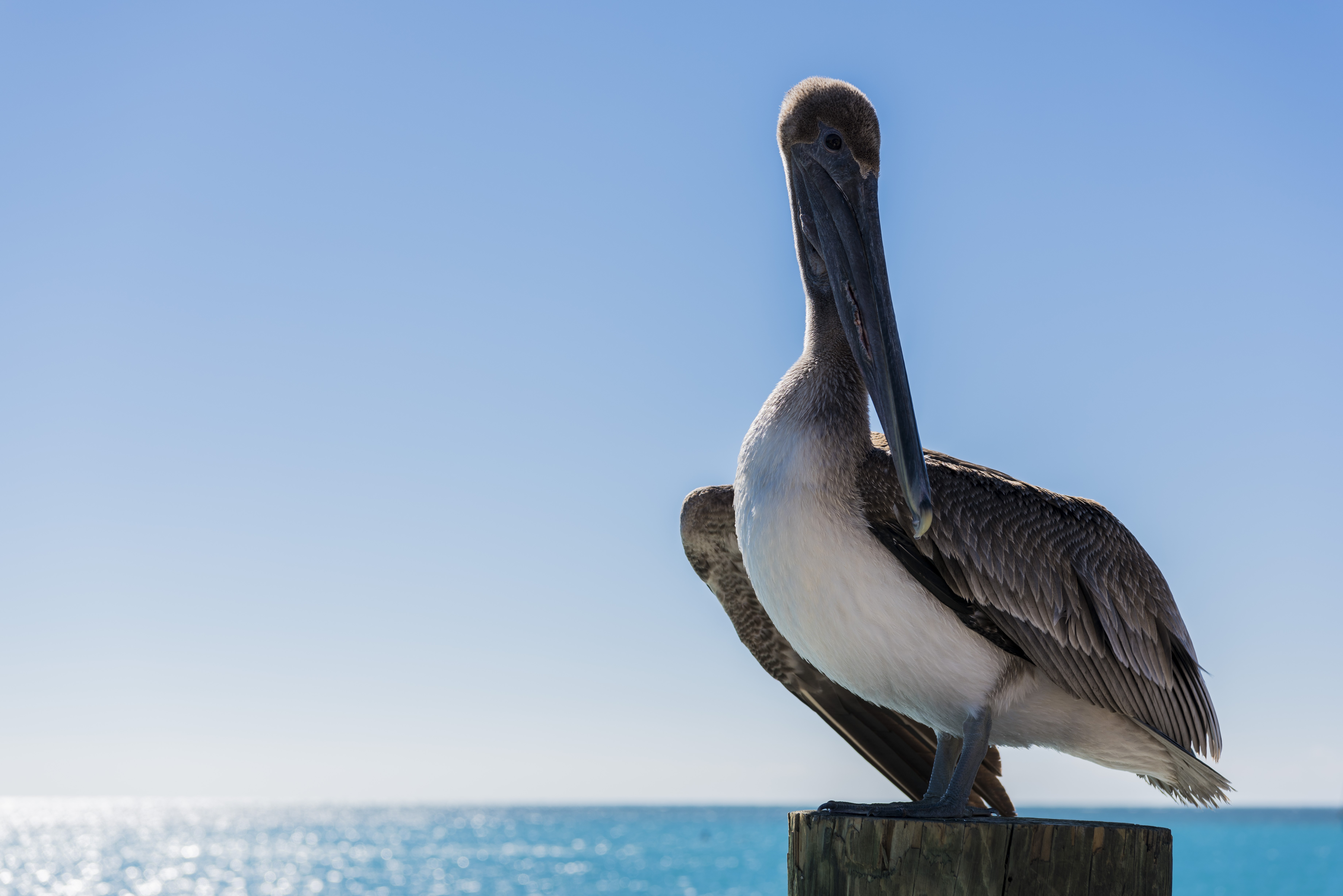General 7360x4912 pelicans landscape sea birds island closeup