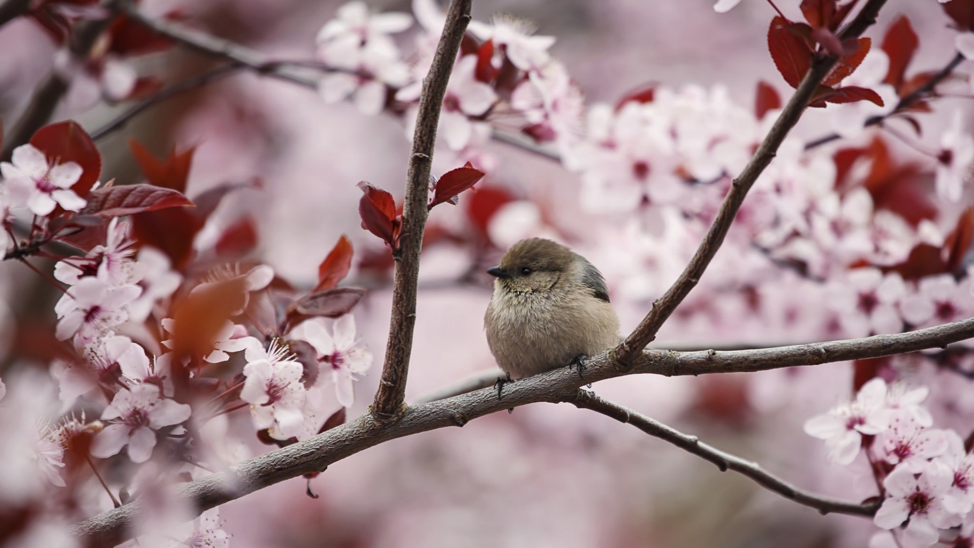 General 1920x1080 photography birds cherry blossom animals plants branch titmouse