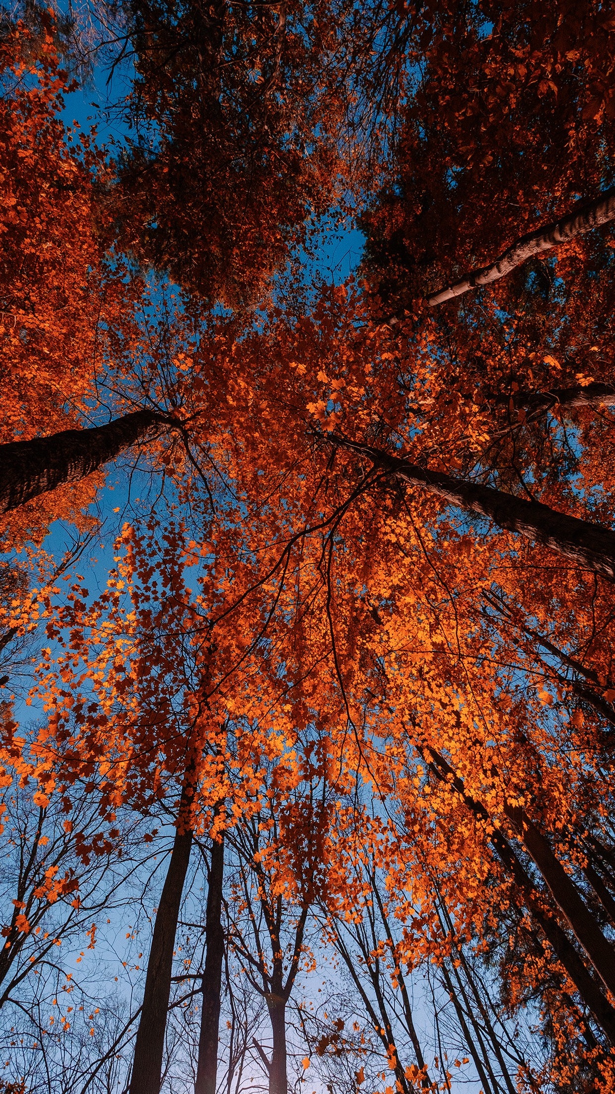 General 1242x2208 landscape fall trees leaves red leaves orange portrait display