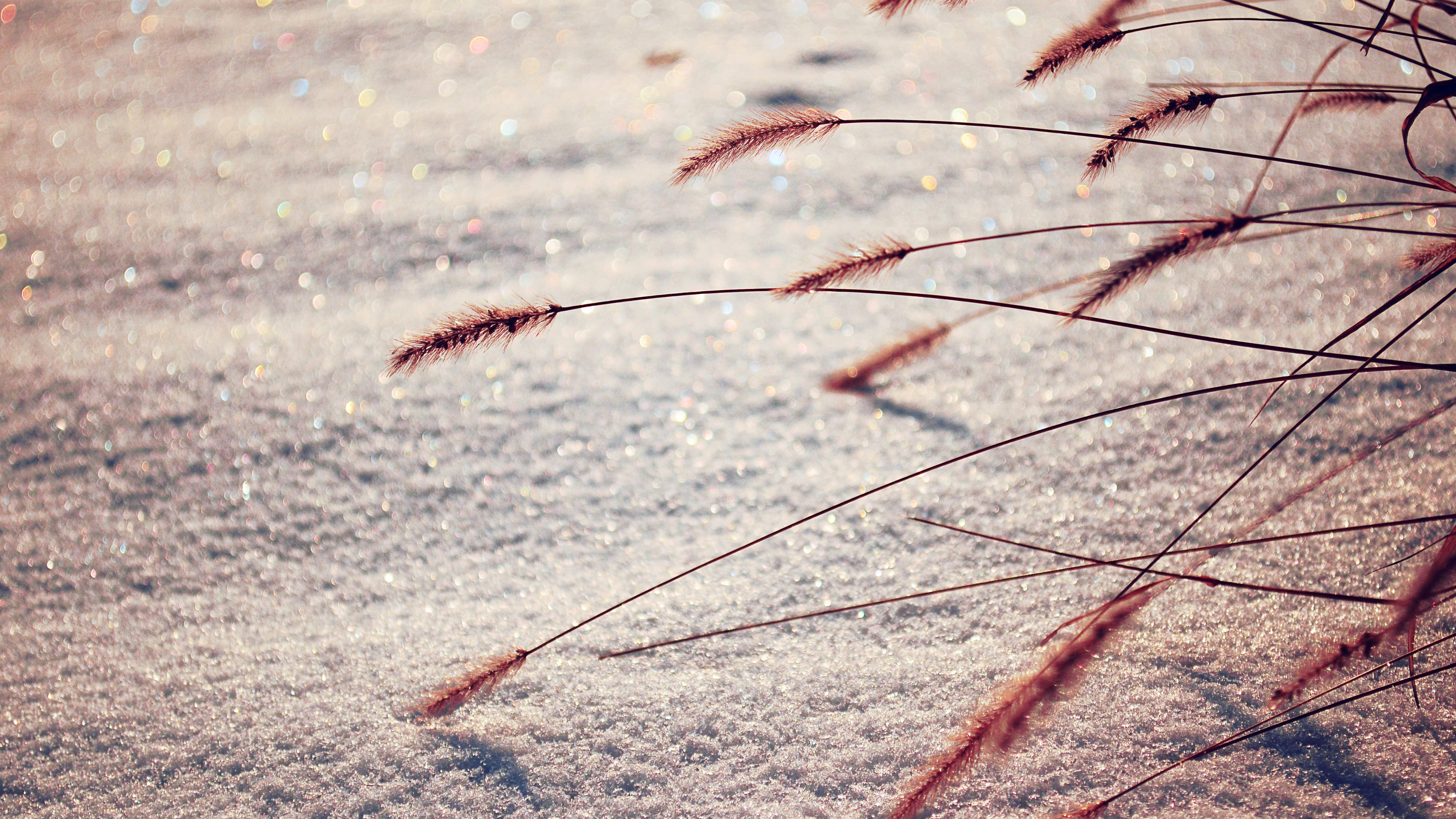 General 3840x2160 nature macro snow reeds depth of field plants