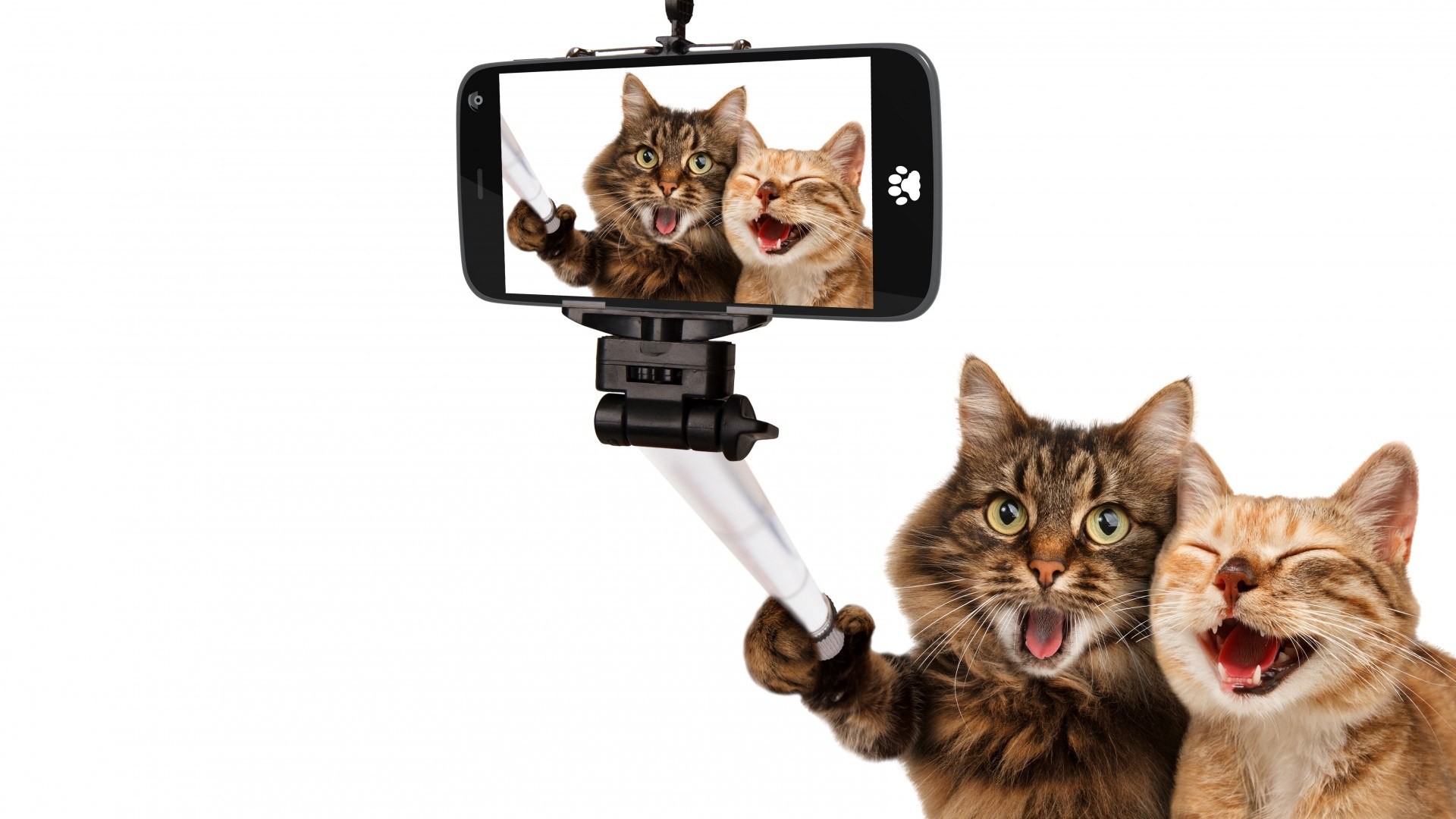 General 1920x1080 animals cats pet selfies smartphone selfie stick humor white background photo manipulation laughing photoshopped camera