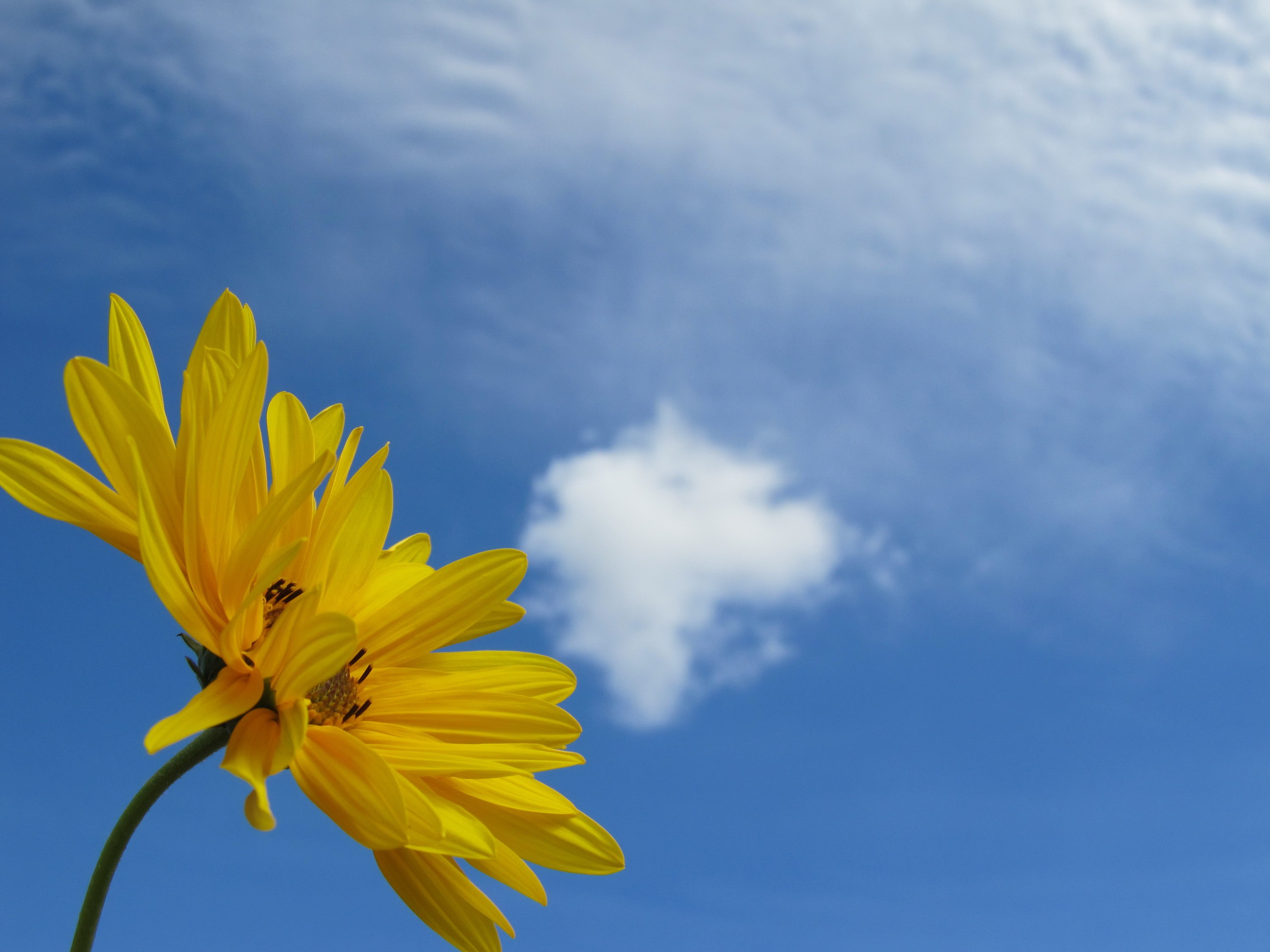 General 3000x2250 sky flowers clouds closeup plants yellow flowers worm's eye view