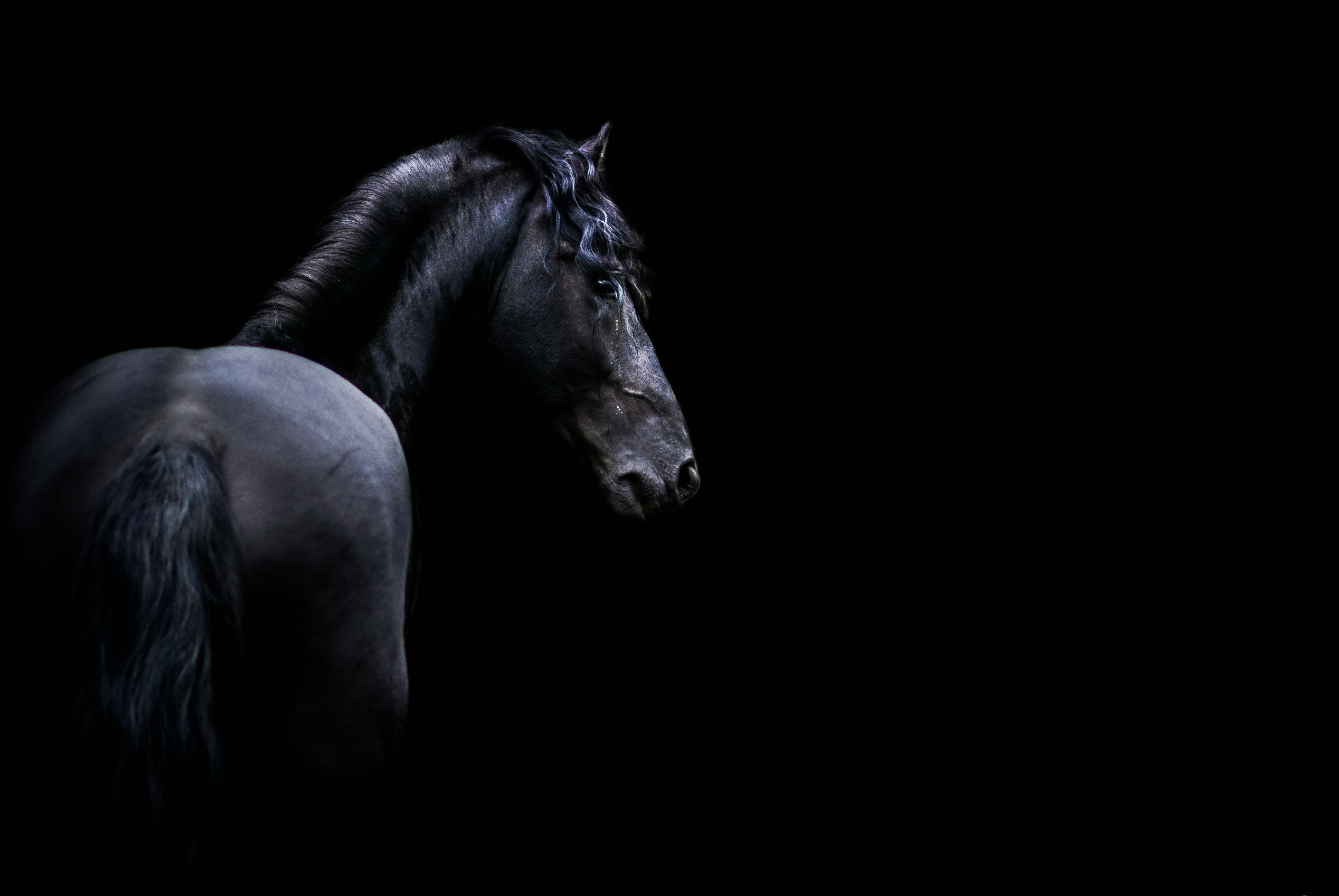 General 2536x1697 dark animals horse mammals black background simple background