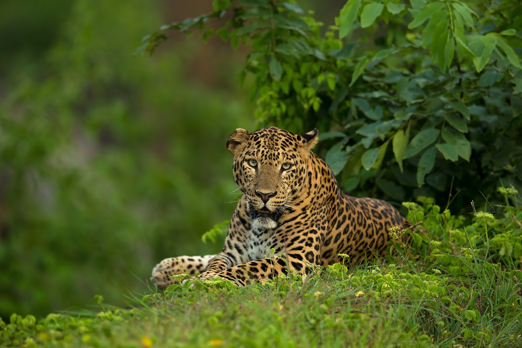 General 1800x1200 photography nature jaguars grass leaves plants animals mammals big cats