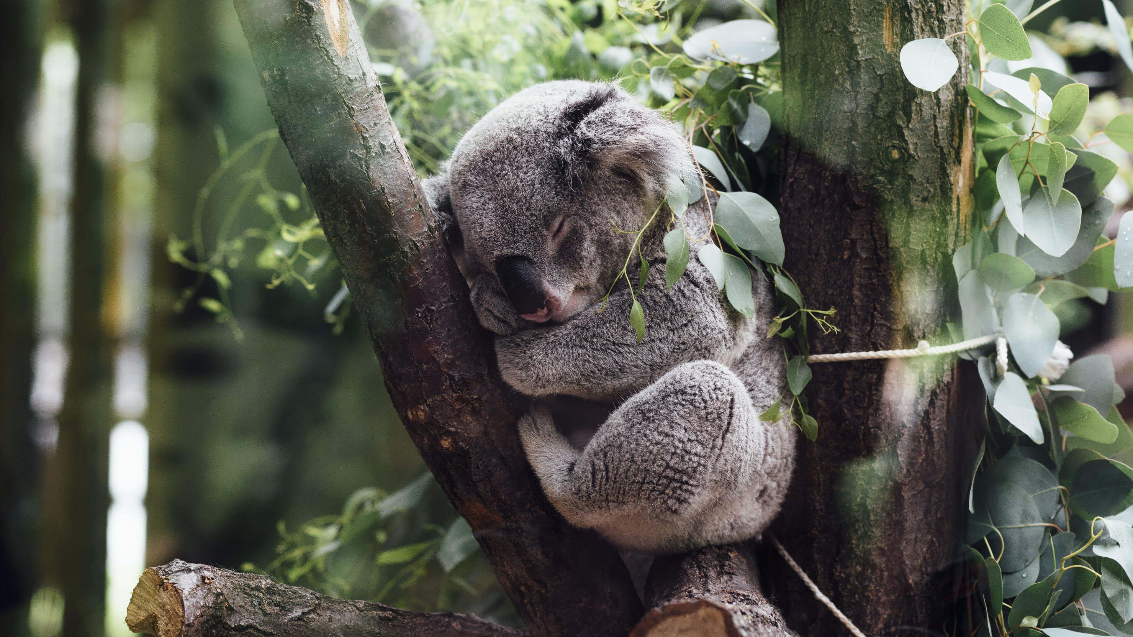 General 3840x2160 nature animals koalas sleeping trees leaves branch baby animals plants