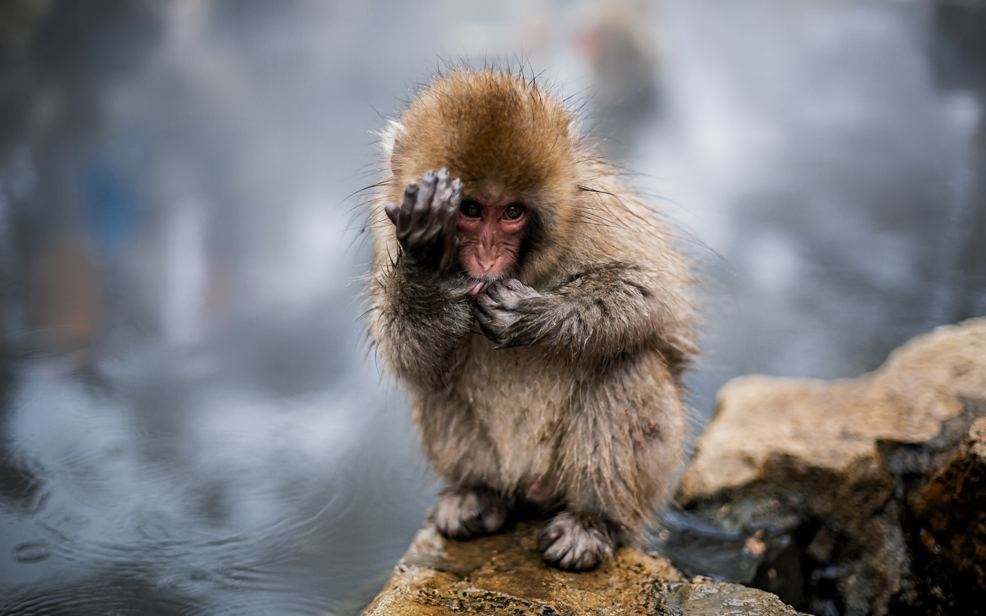 General 1920x1200 monkey nature animals Japan baby animals macaques