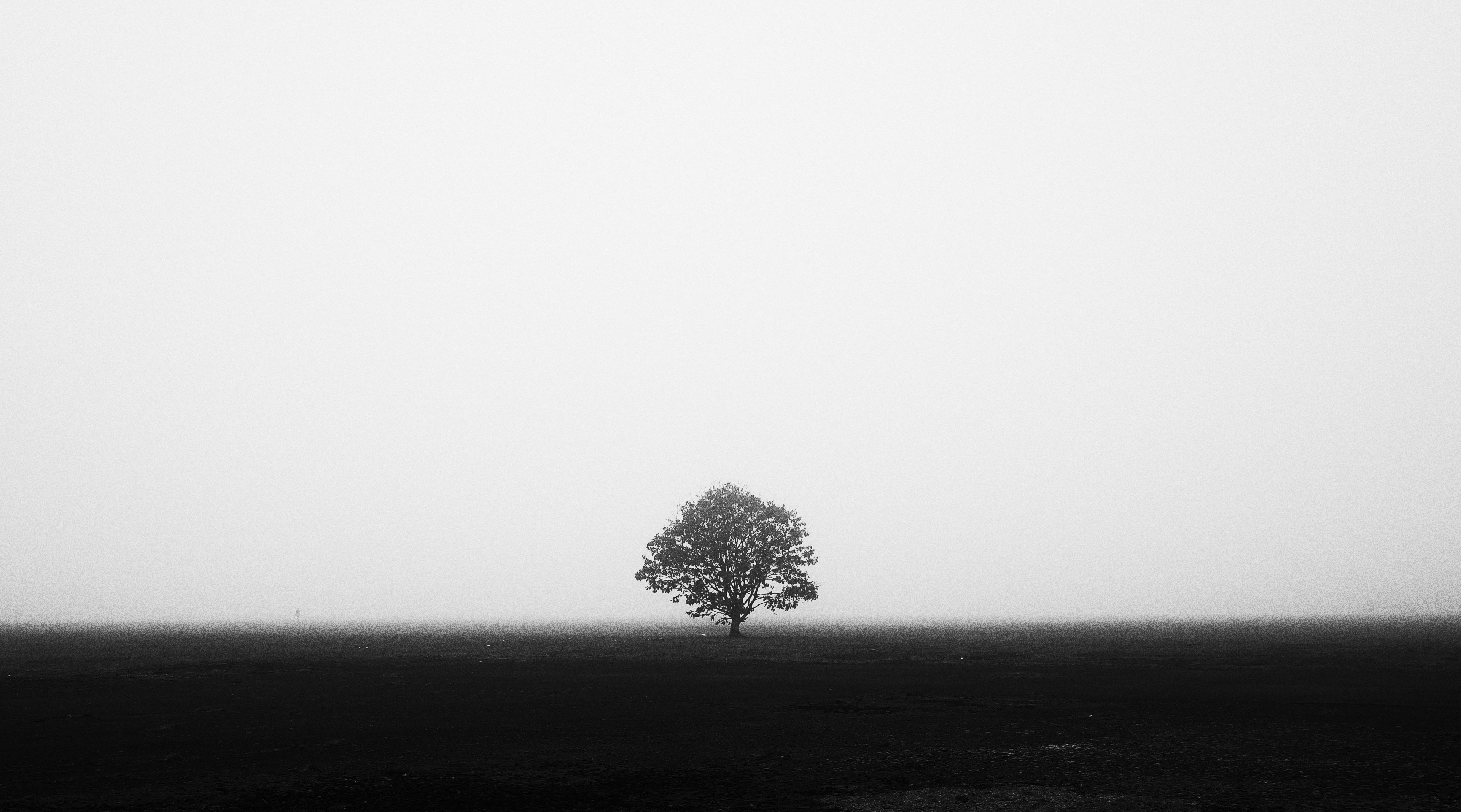 General 3840x2136 monochrome photography symmetry trees mist field white black minimalism