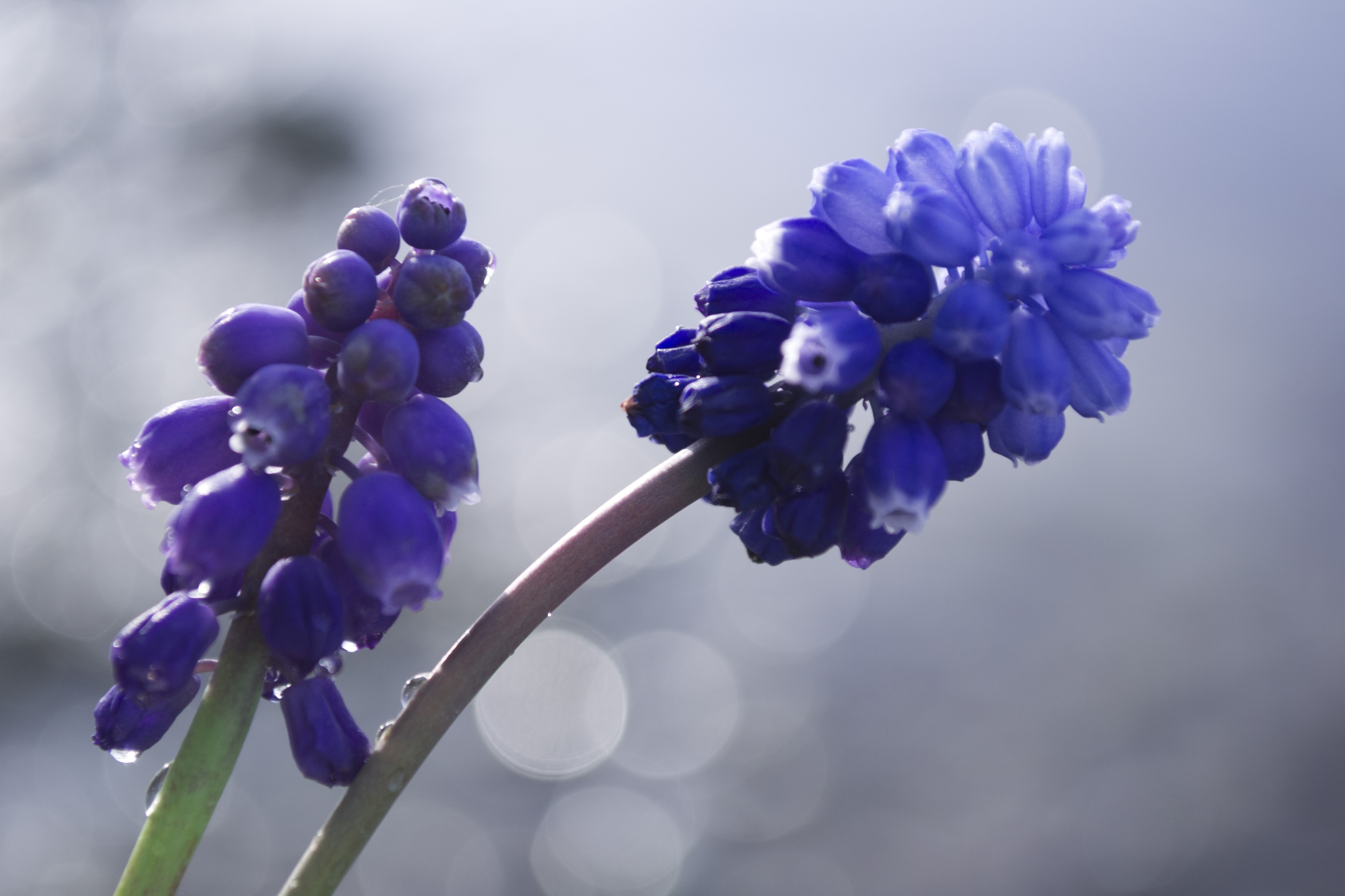 General 4608x3072 blossoms flowers blue flowers bokeh plants garden hyacinth muscari closeup macro