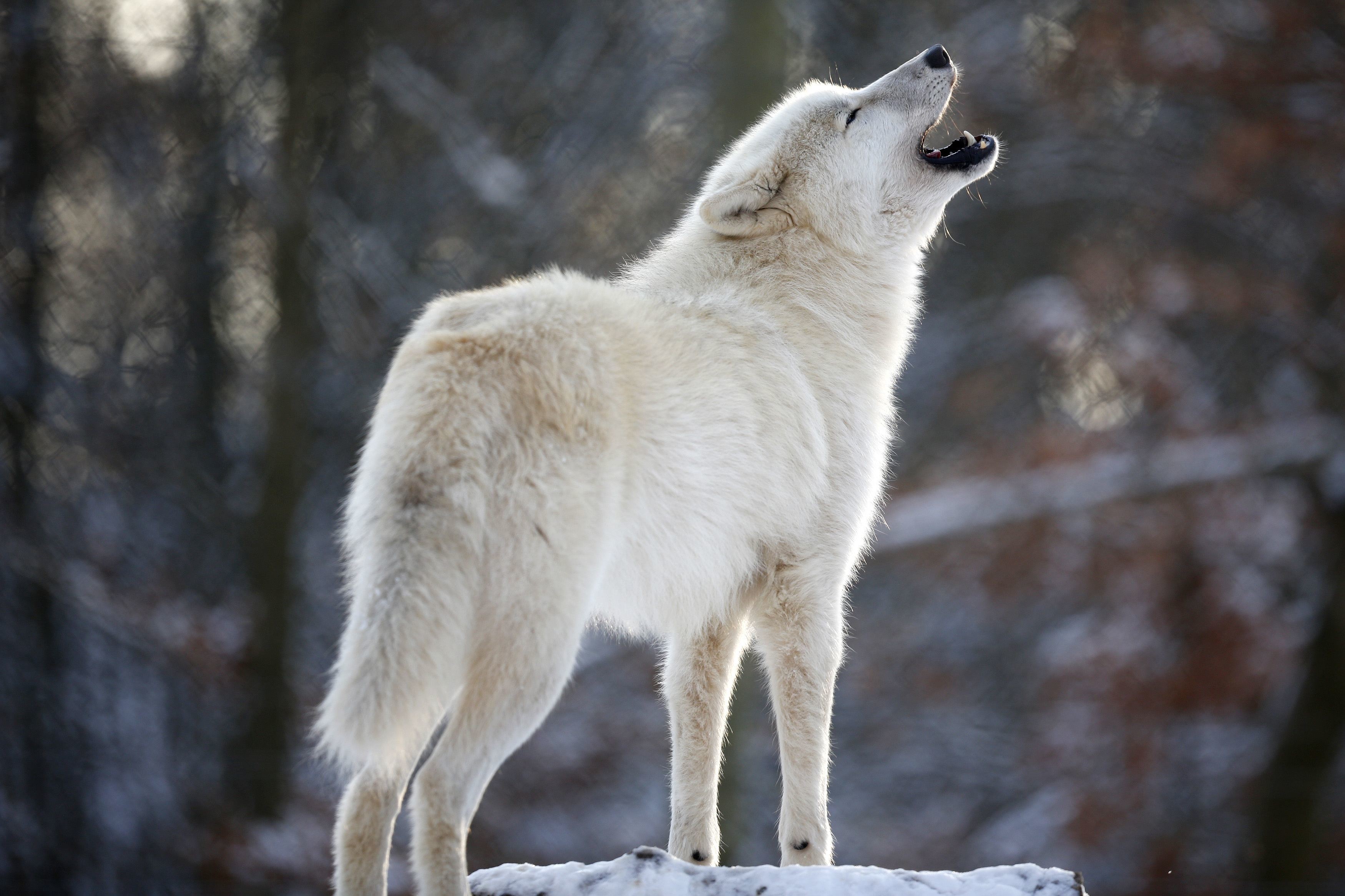 General 3500x2333 wolf animals nature mammals howling