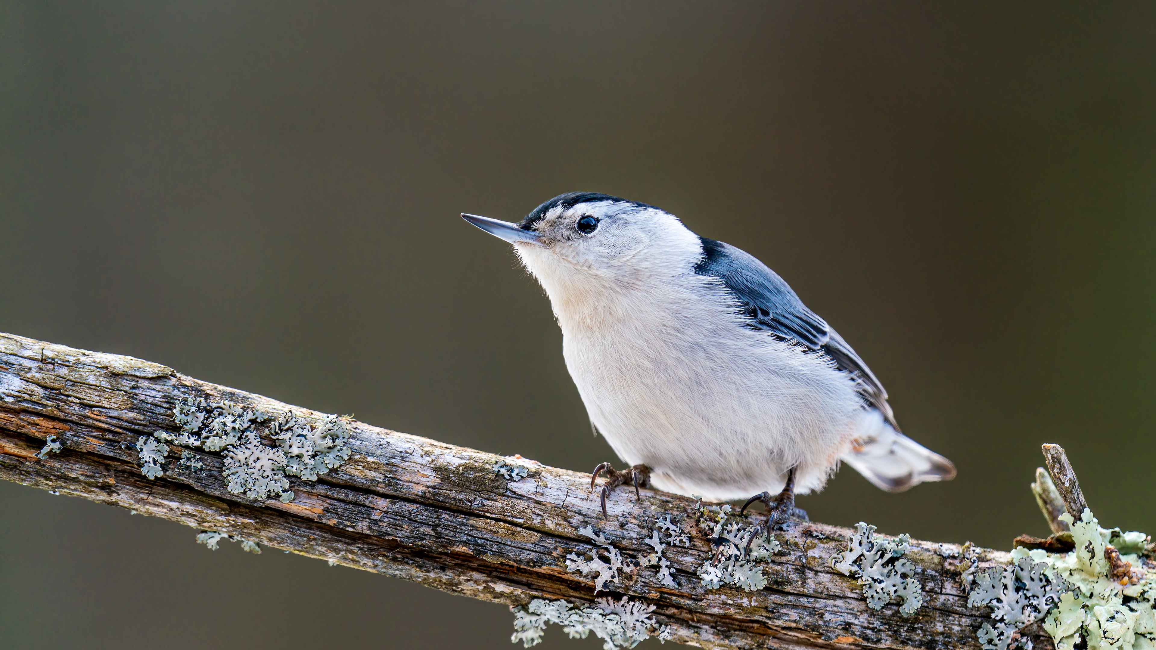General 3840x2160 nuthatch nature photography blurry background depth of field birds animals