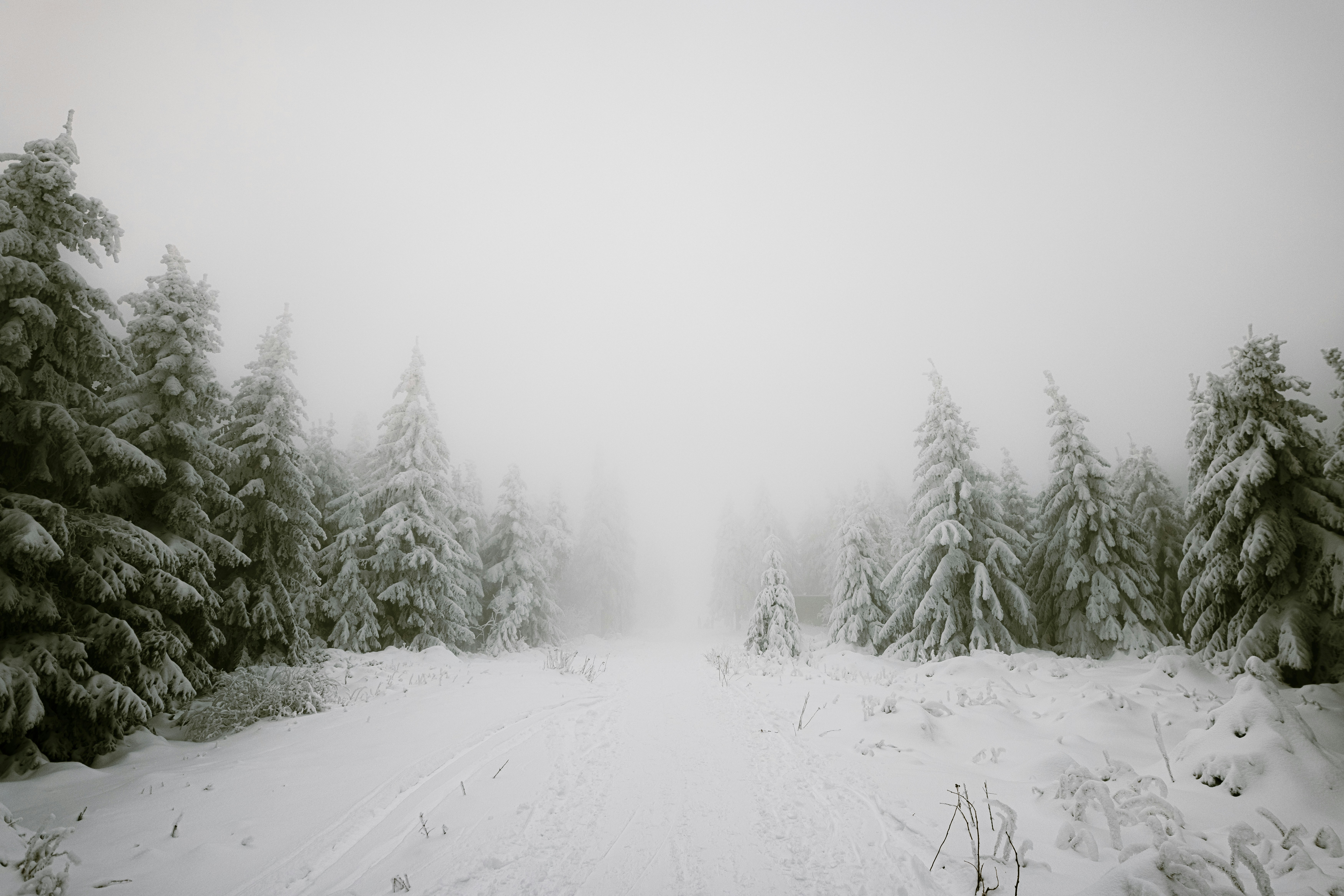 General 7000x4669 winter snow forest landscape nature trees pine trees mist photography depth of field snow covered