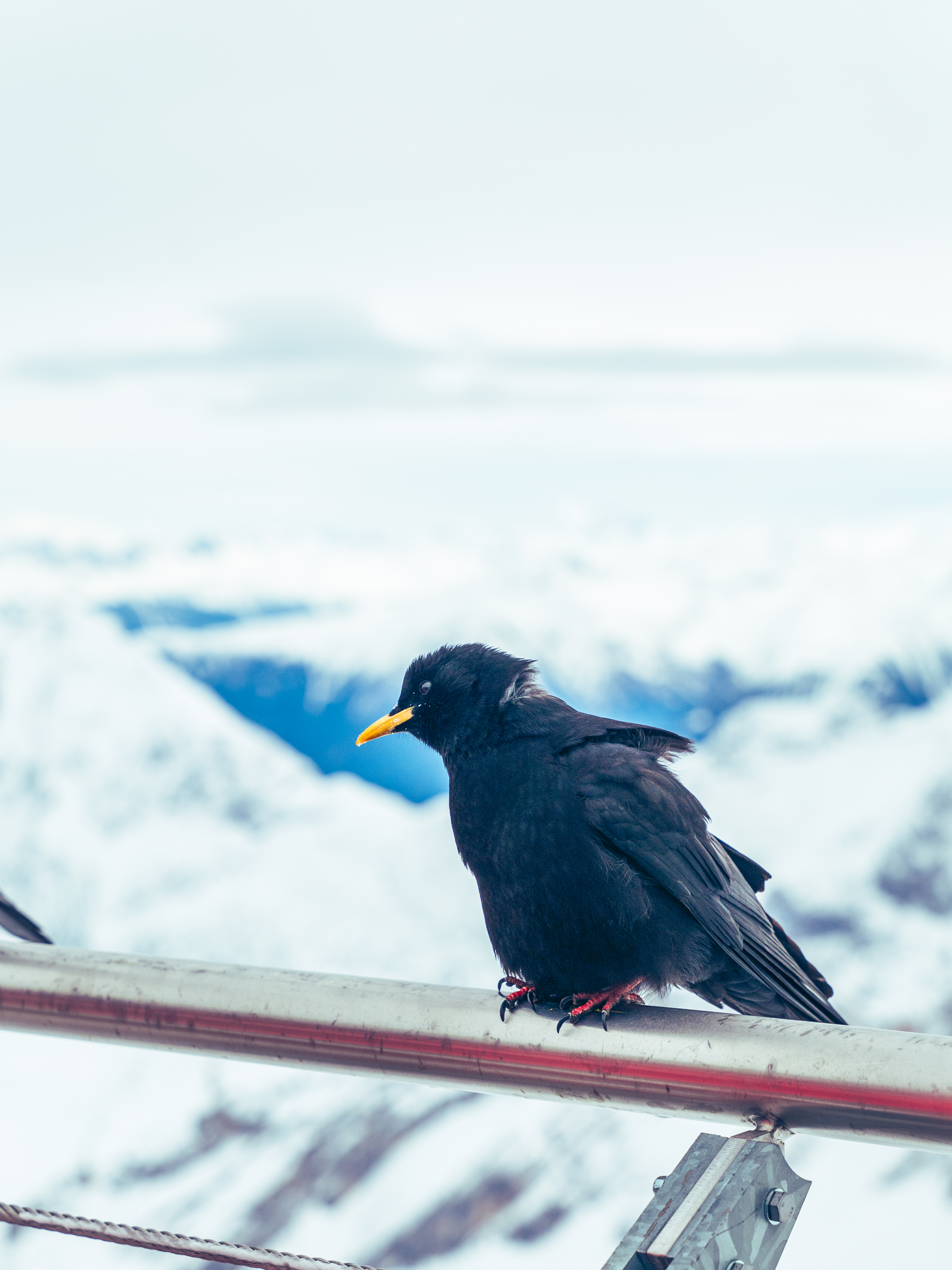 General 3750x5000 Zugspitze snow birds mountains Germany closeup portrait display cold depth of field beak blurry background fur wings animals