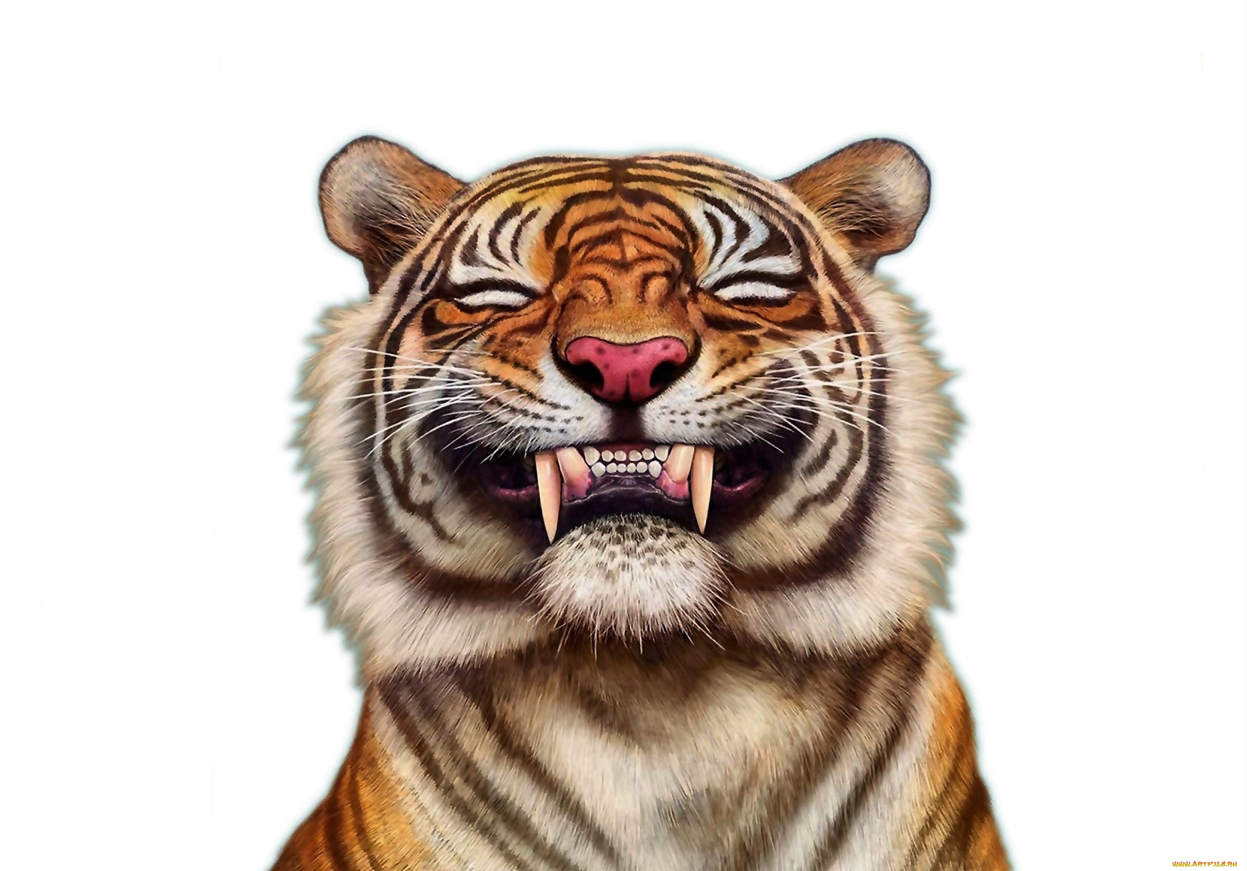 General 2505x1750 artwork animals mammals tiger white background simple background