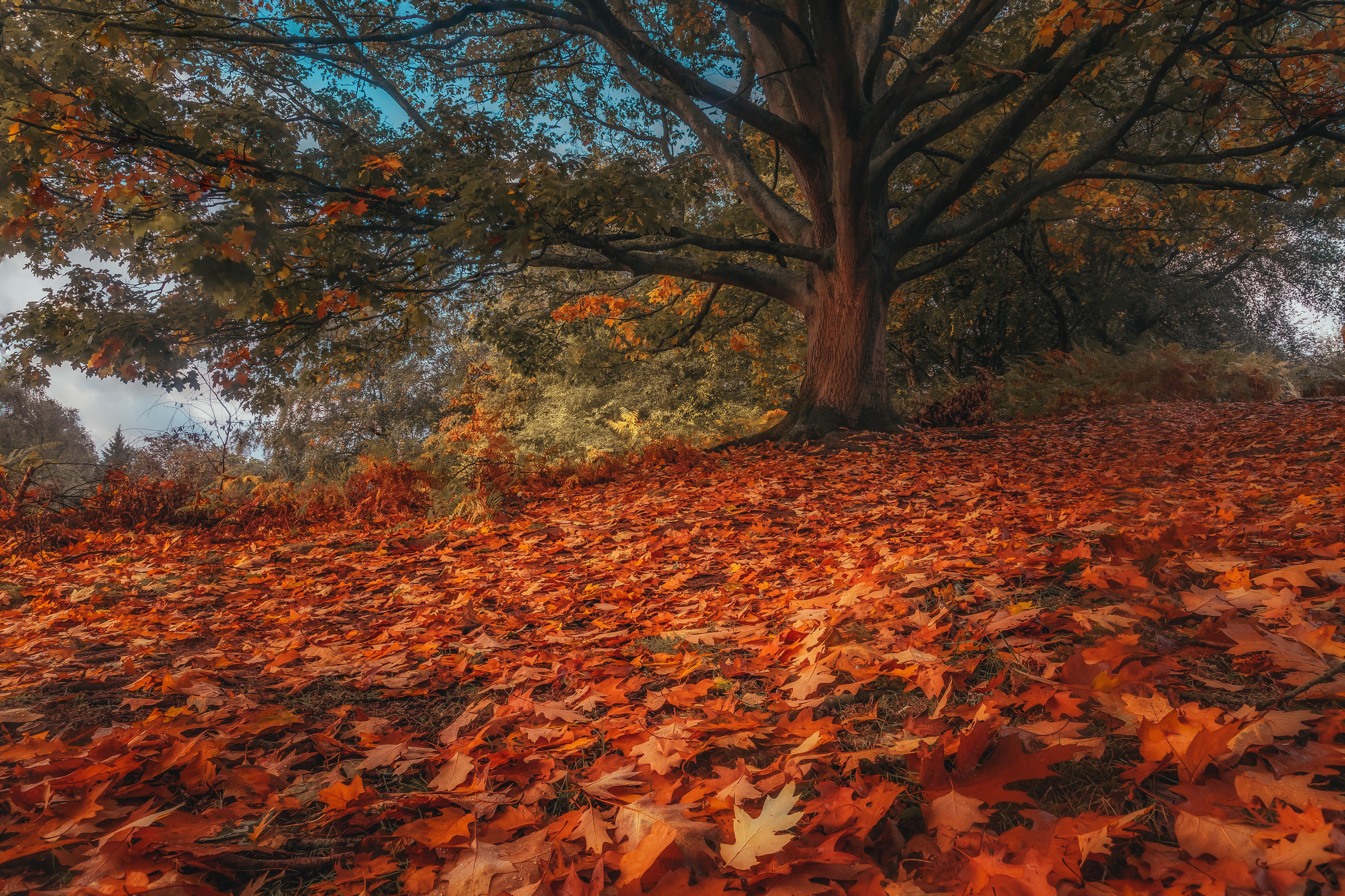 General 5000x3332 fall tree trunk fallen leaves HDR leaves