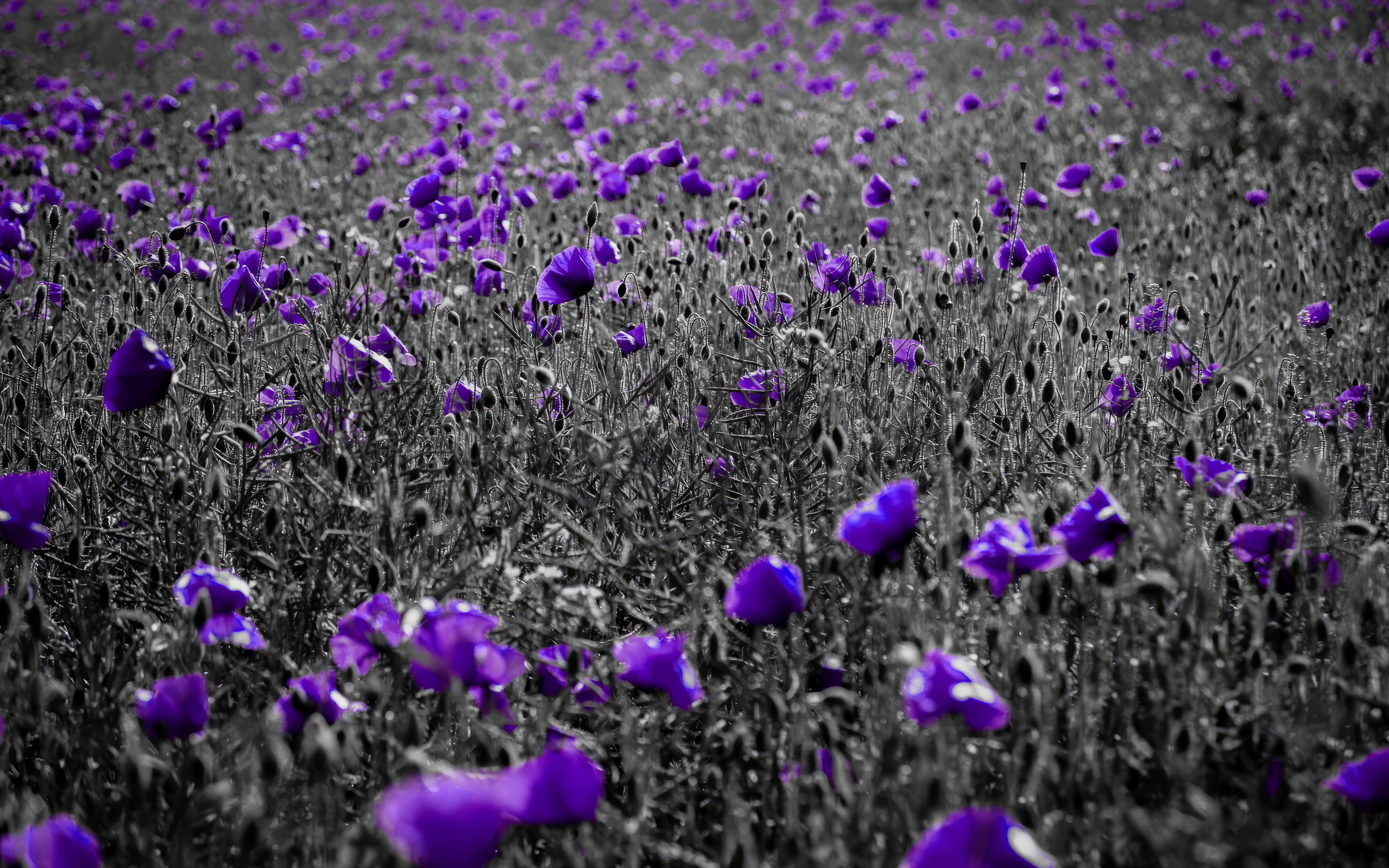 General 3840x2400 purple flowers black selective coloring poppies