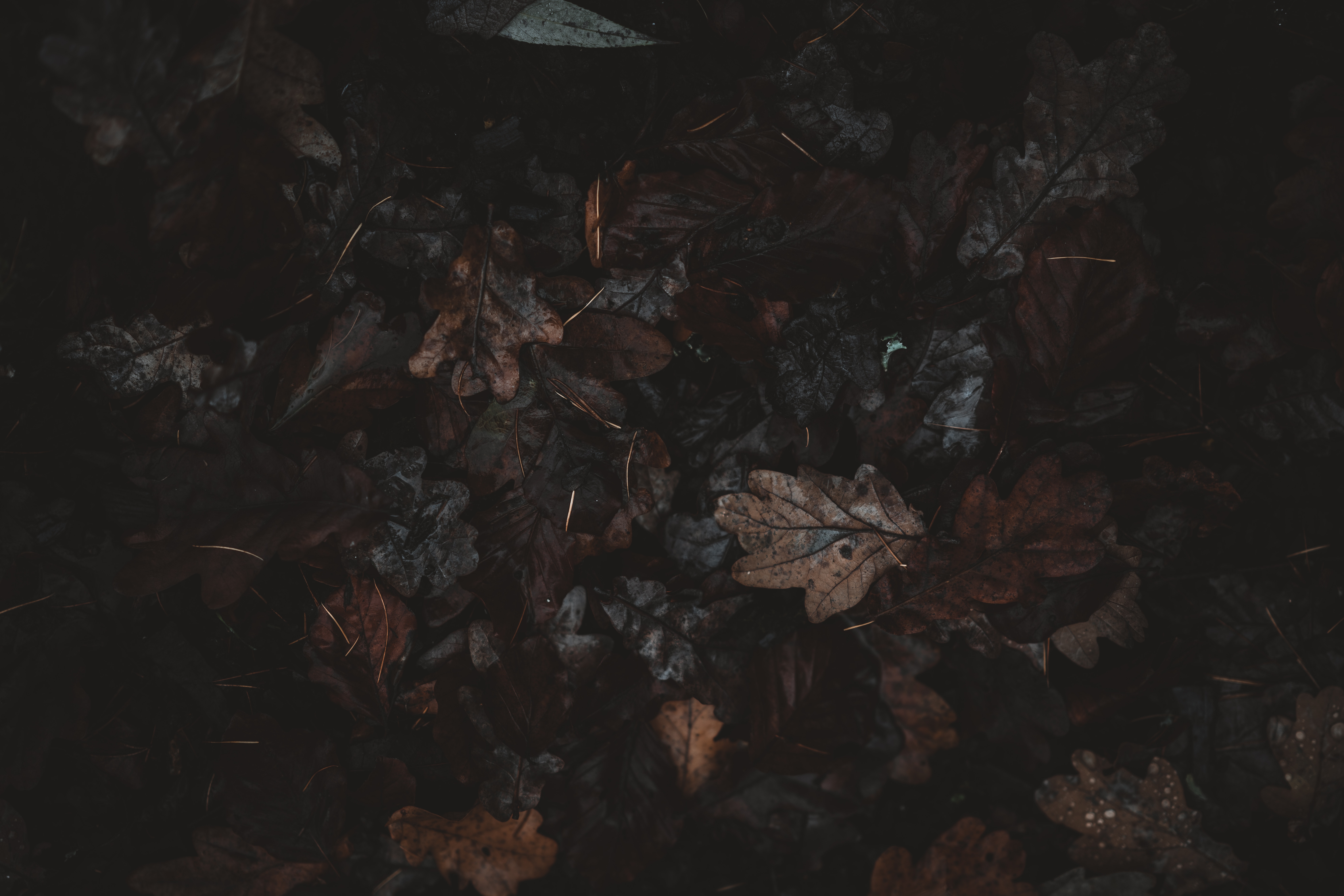 General 7952x5304 dark gloomy nature fall maple leaves leaves