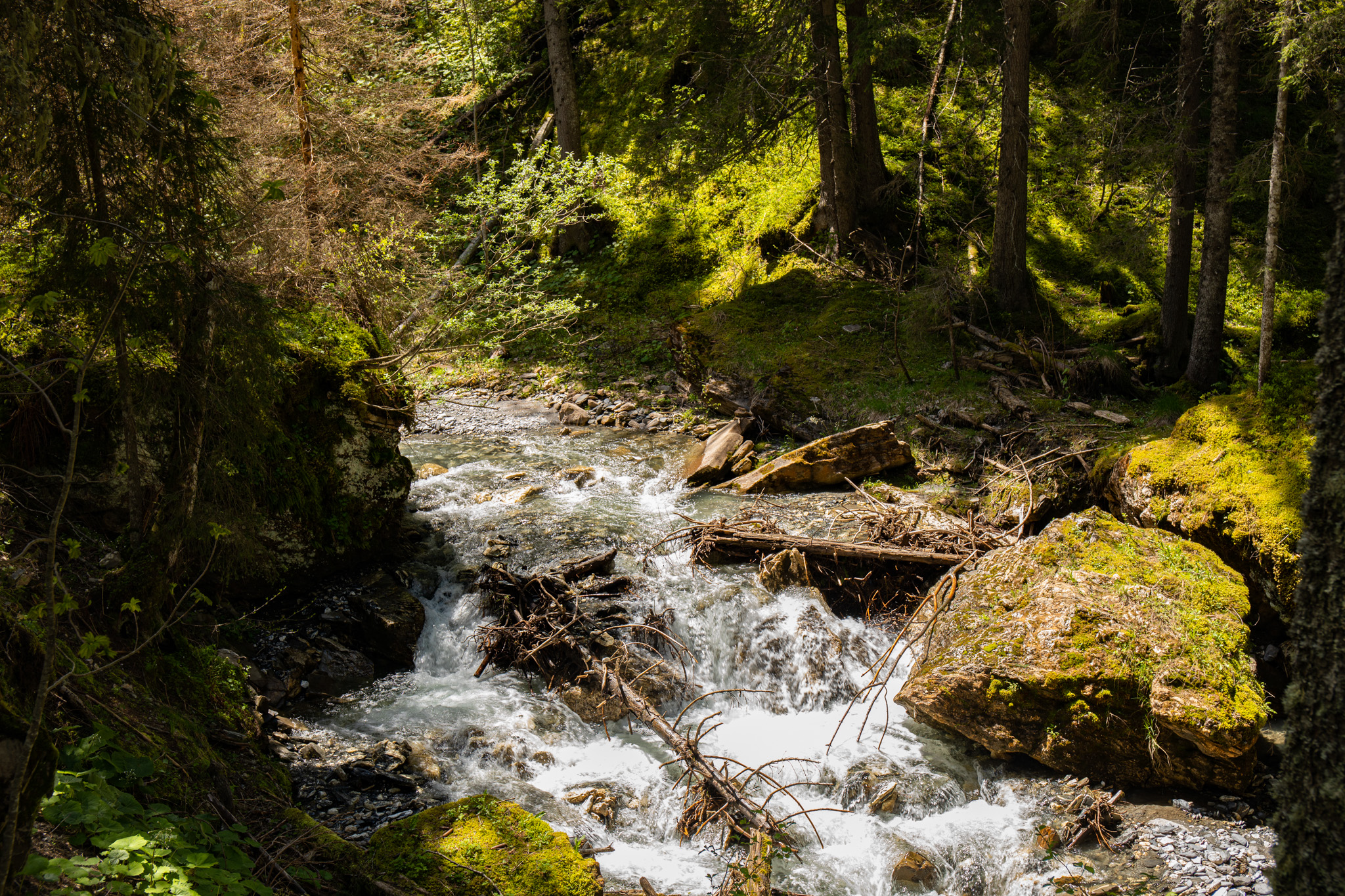 General 2048x1365 outdoors nature photography greenery trees forest stream water rocks moss lichen