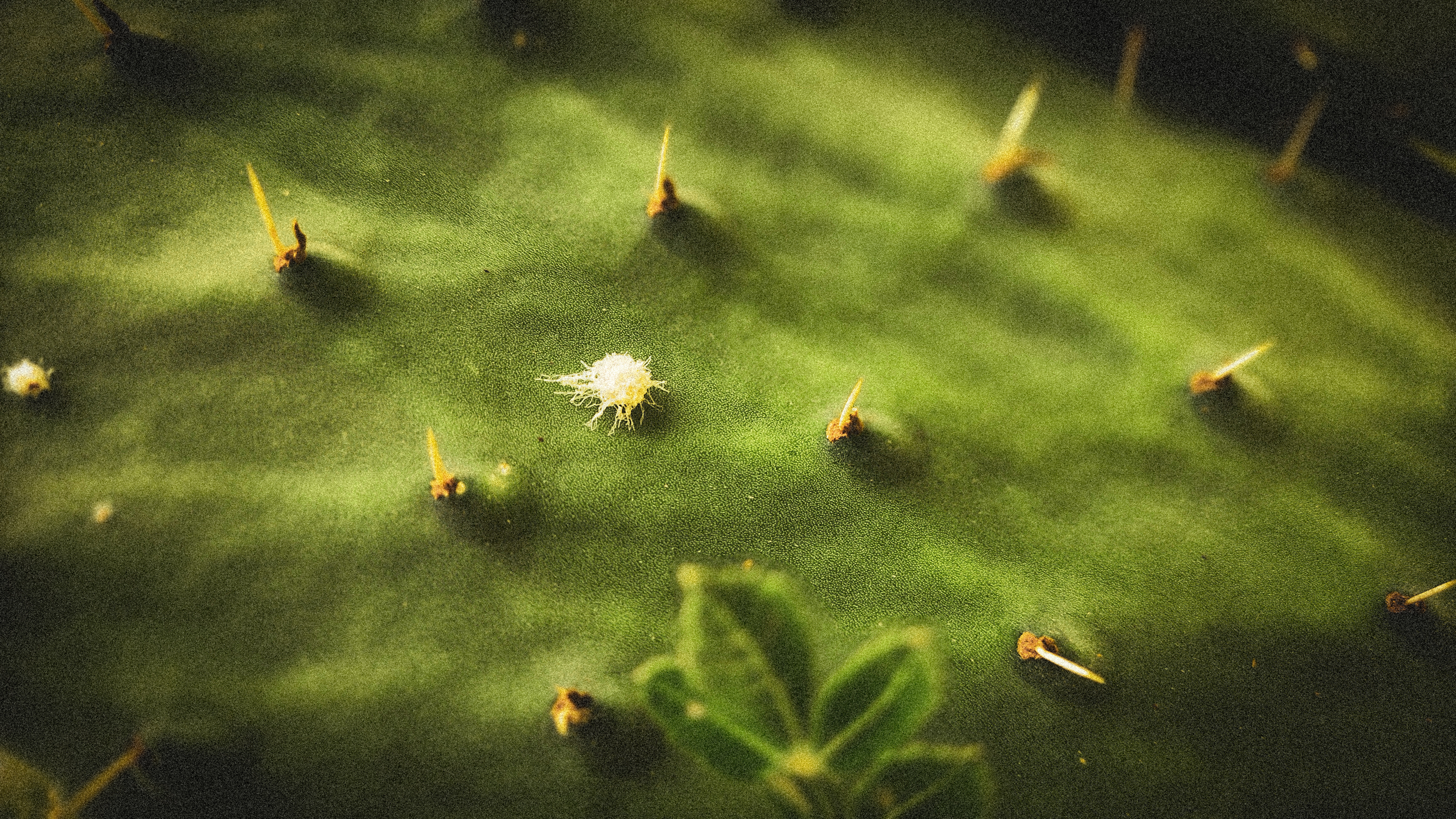 General 4608x2592 nature photography macro closeup film grain