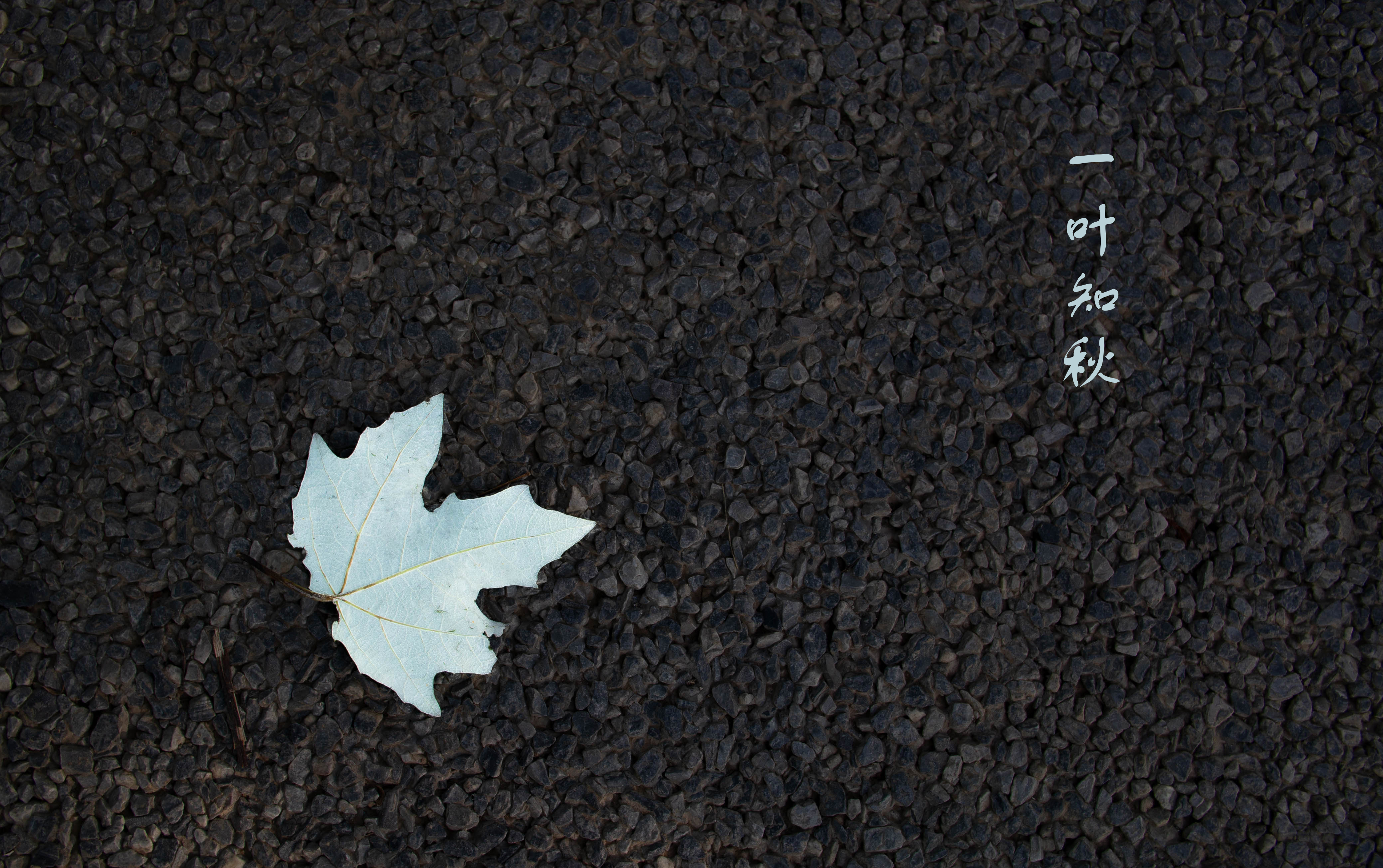 General 4150x2605 leaves fall photography quote digital art ground simple background
