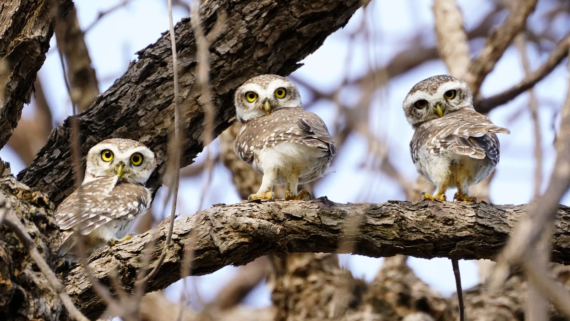 General 1920x1080 animals birds owl nature wildlife wings depth of field feathers looking at viewer branch