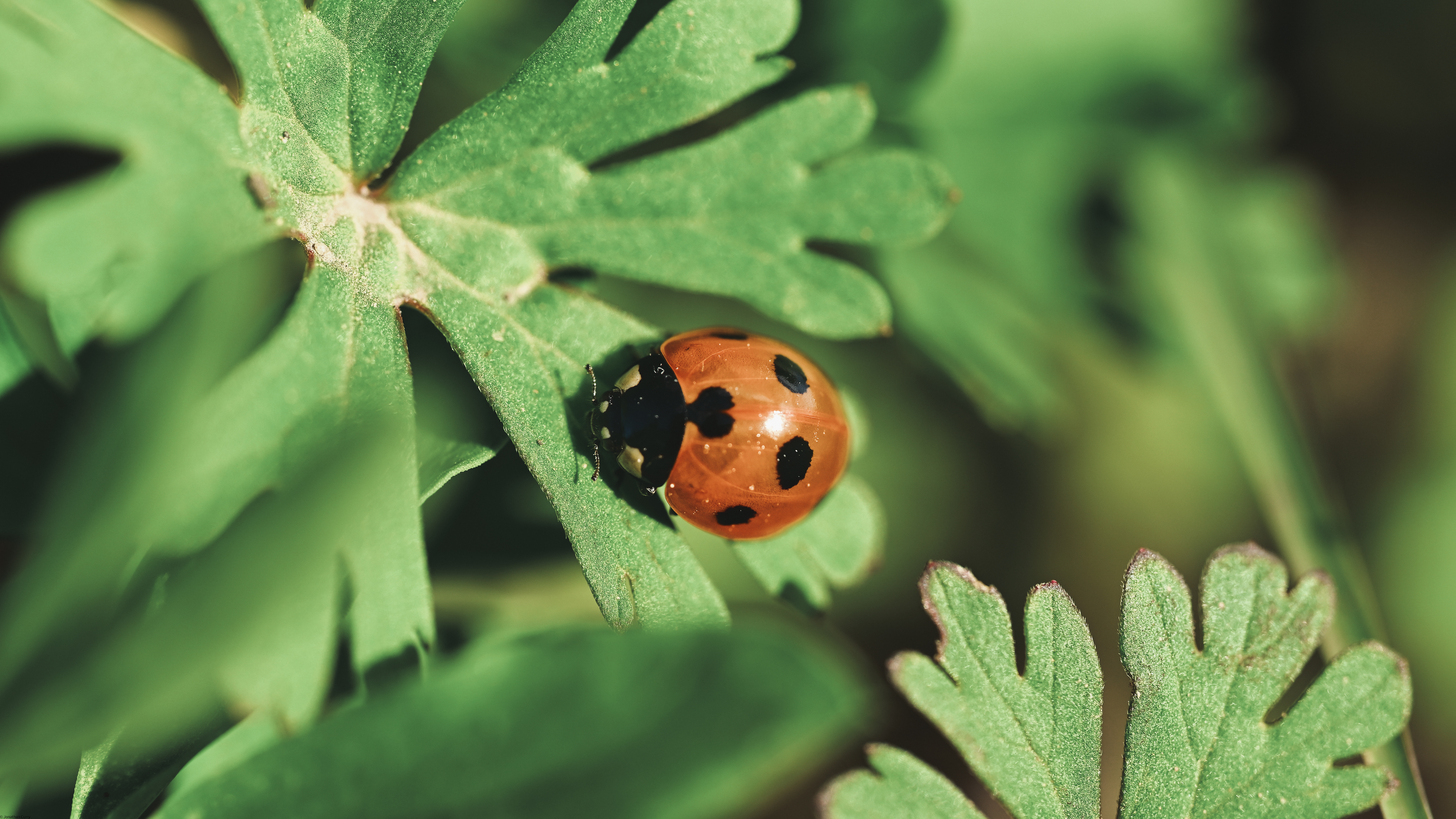 General 6016x3384 Jonathan Curry nature macro photography plants insect bug ladybugs outdoors leaves