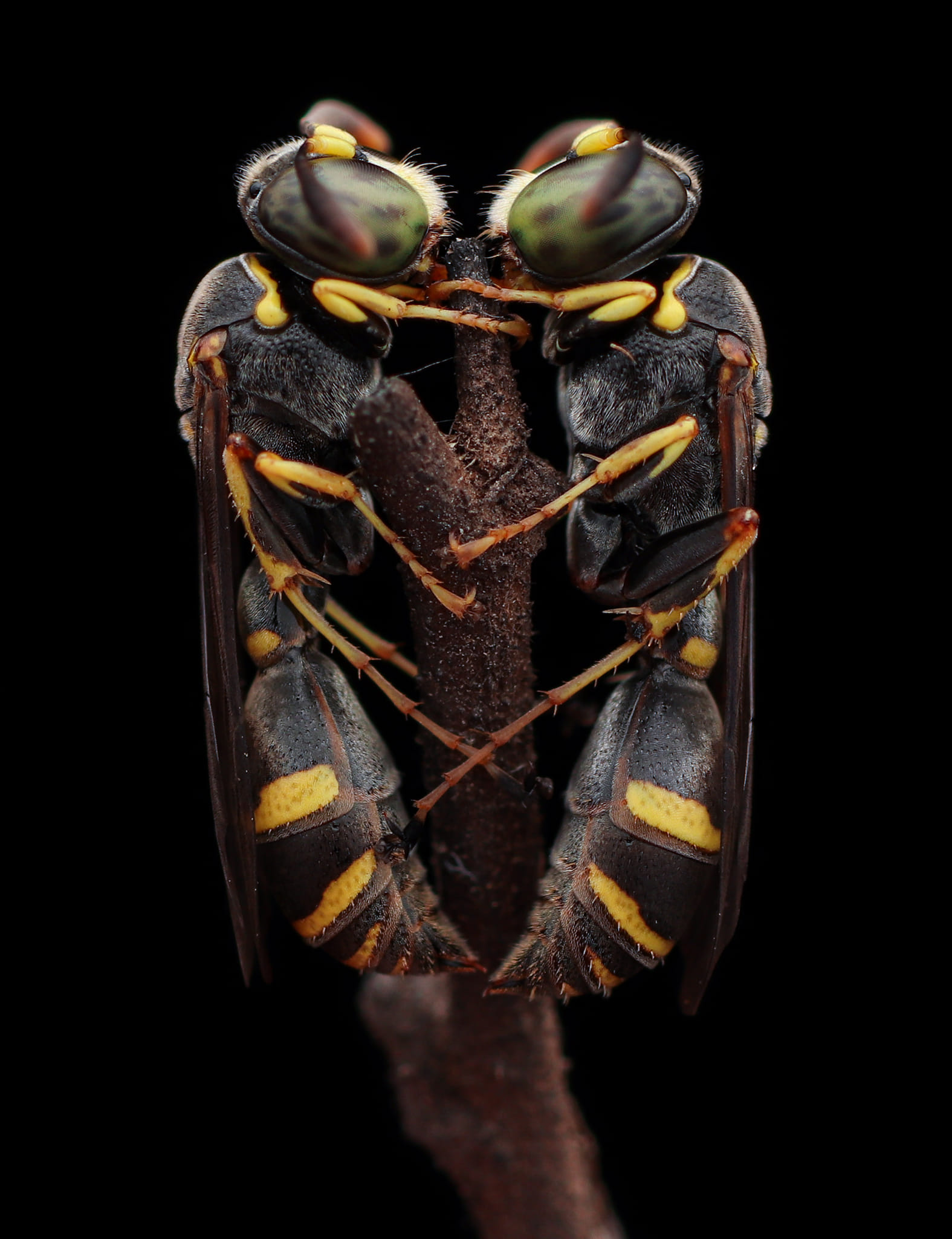 General 1575x2048 wasps nature macro branch animals Dix Balino portrait display insect black background simple background minimalism
