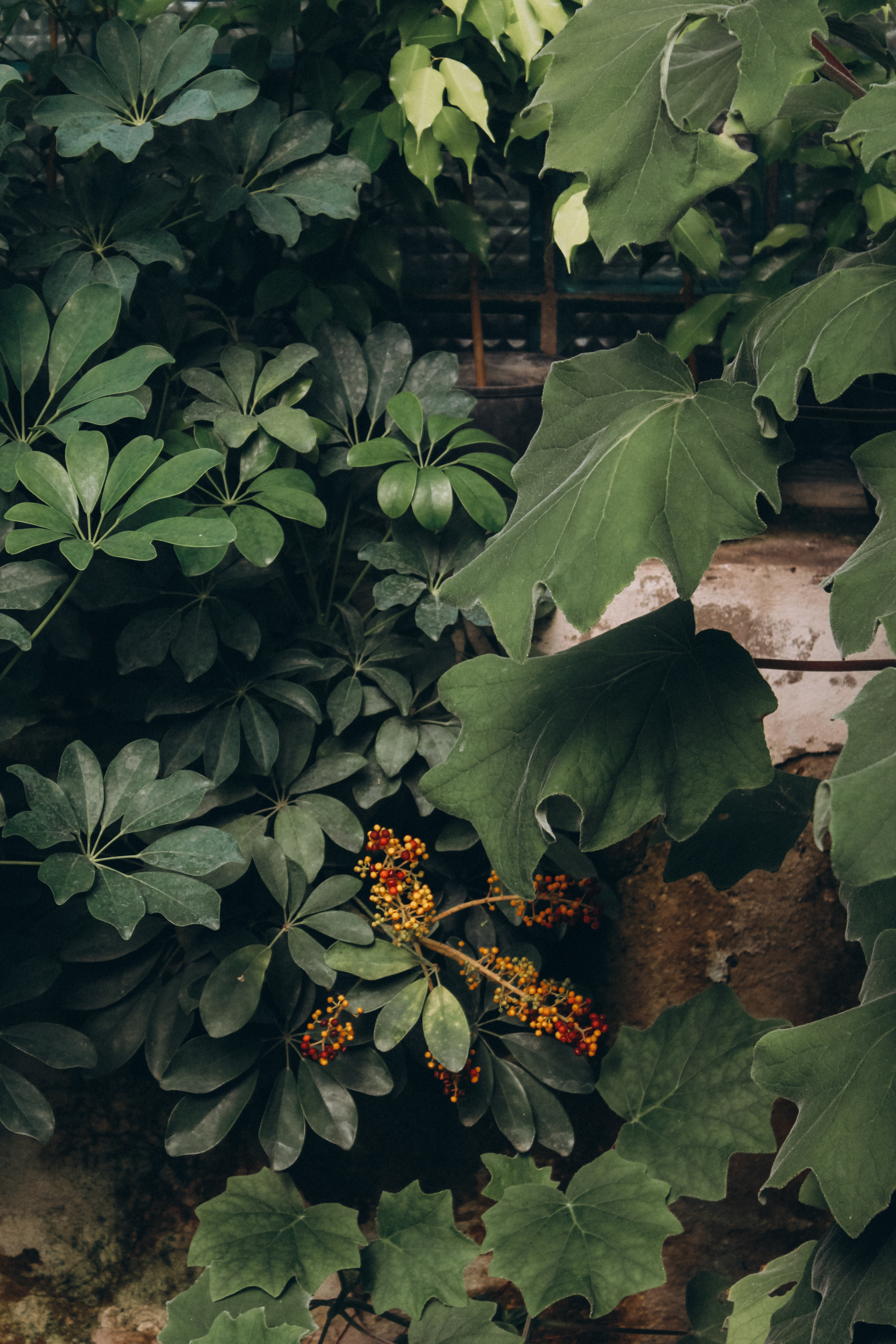 General 2667x4000 orangery yellow flowers nature