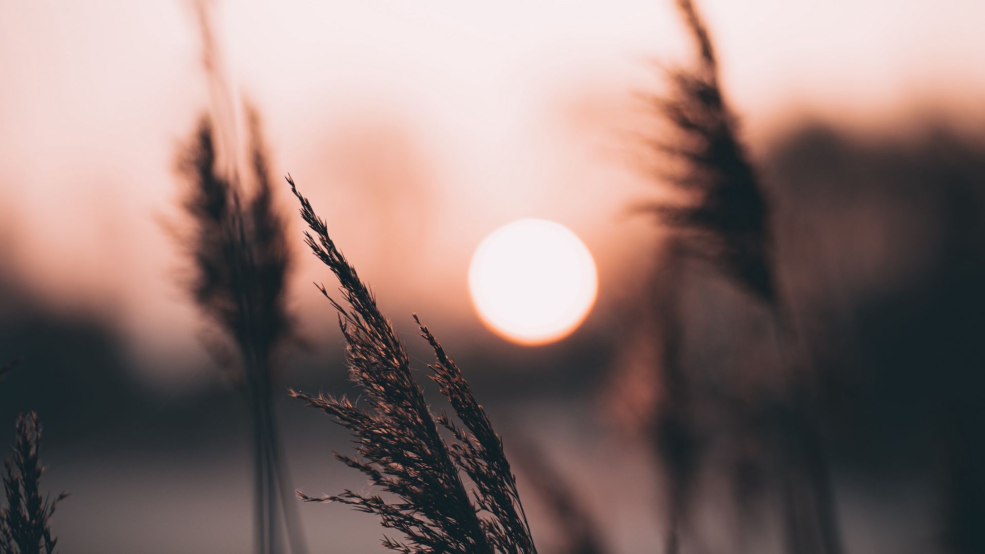 General 1920x1080 nature sunset plants photography wheat