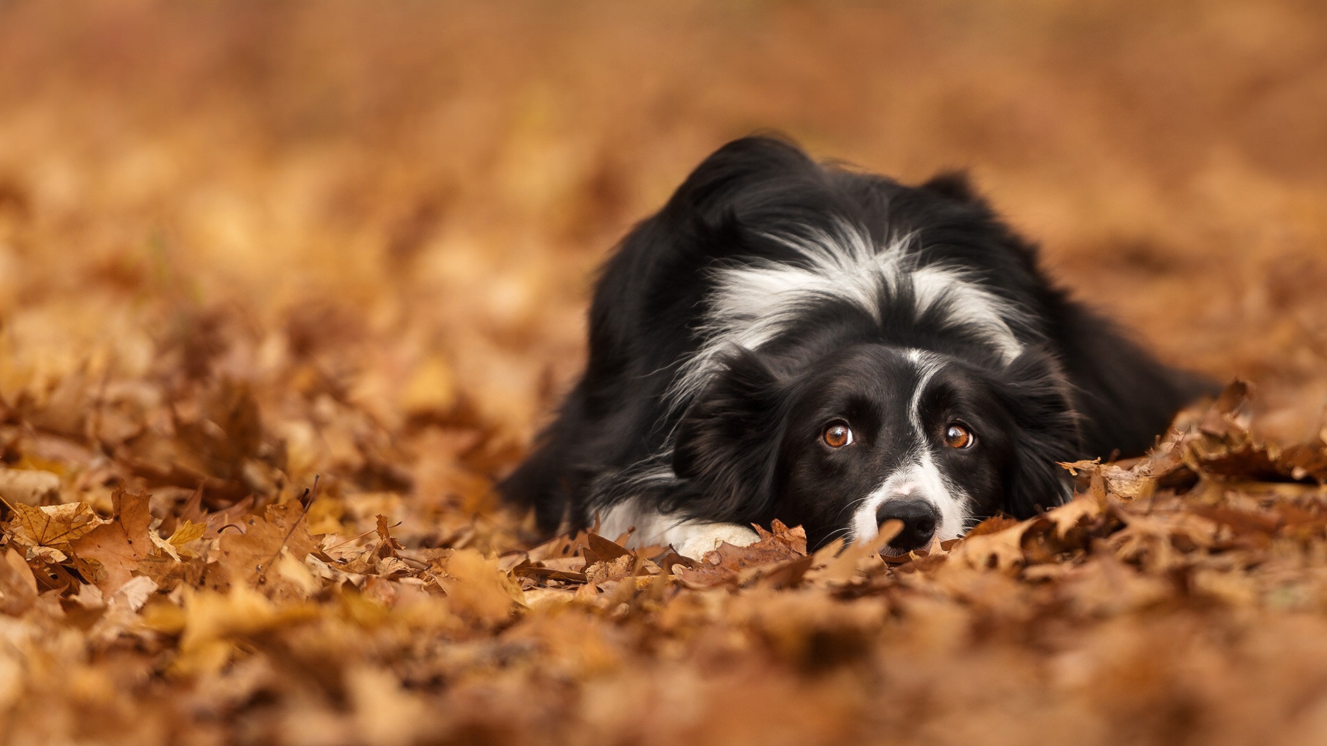 General 1920x1080 leaves dog animals fall bokeh Border Collie