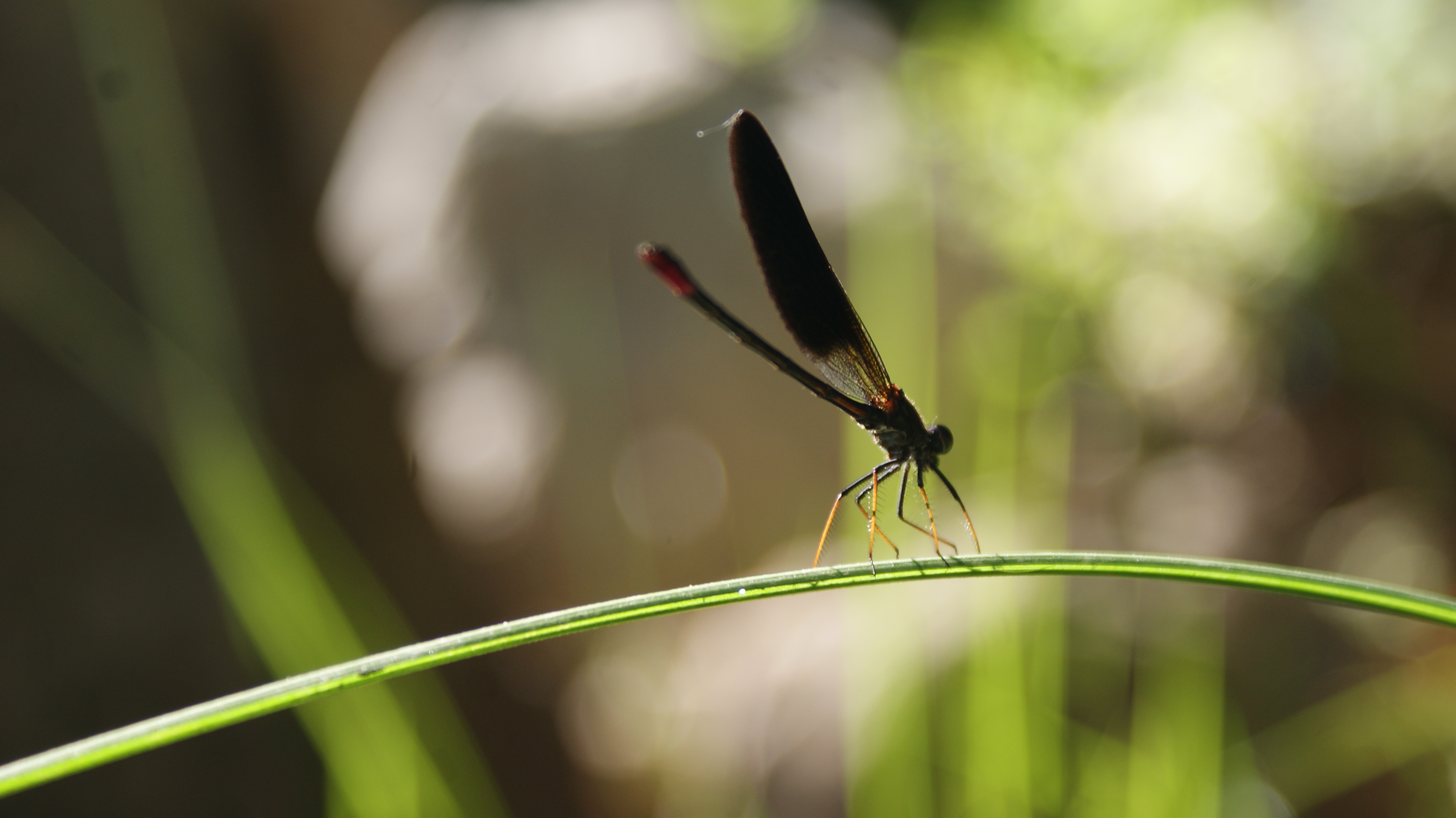 General 3872x2176 landscape nature photography insect dragonflies
