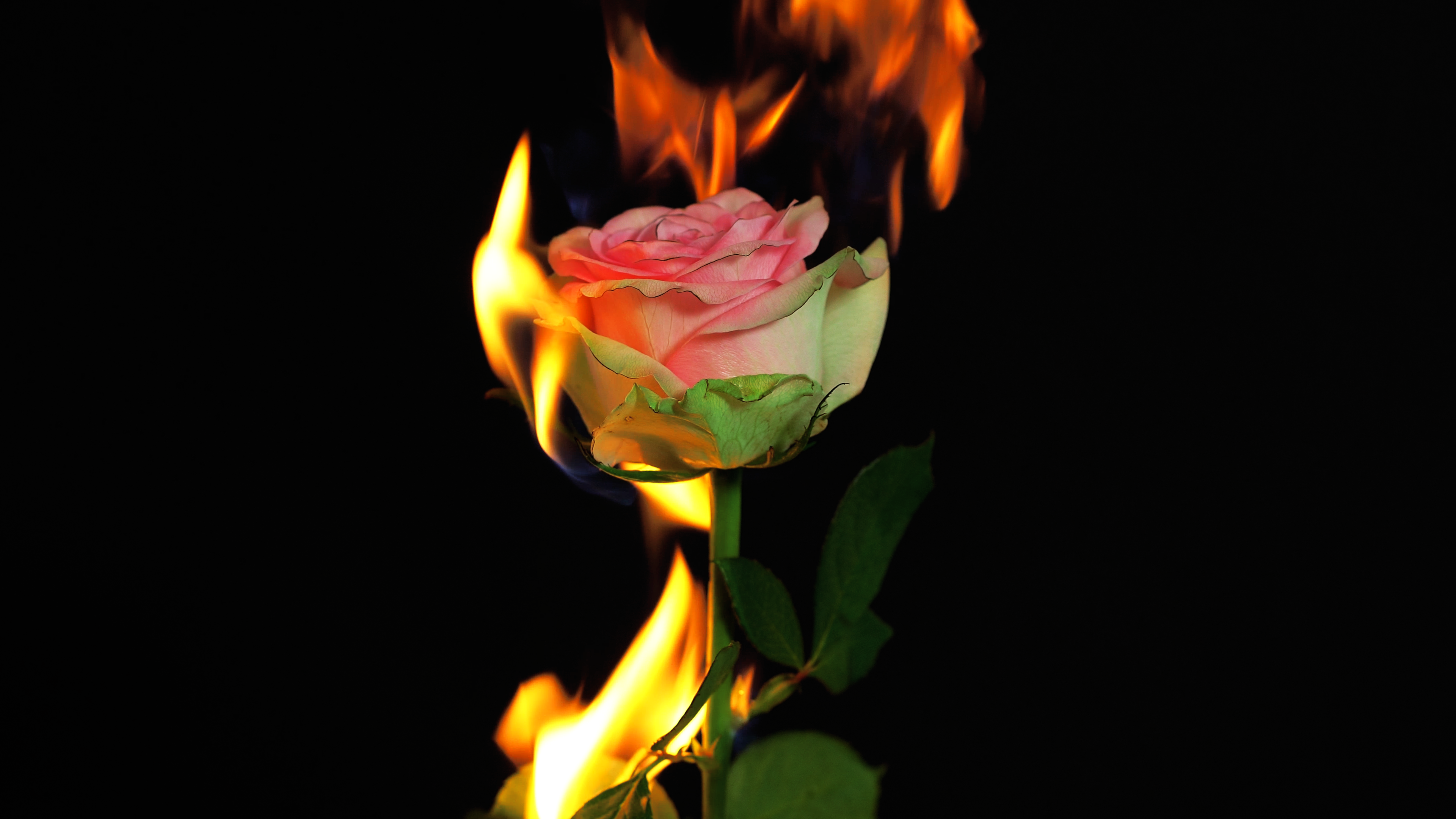 General 3840x2160 flowers fire rose black background