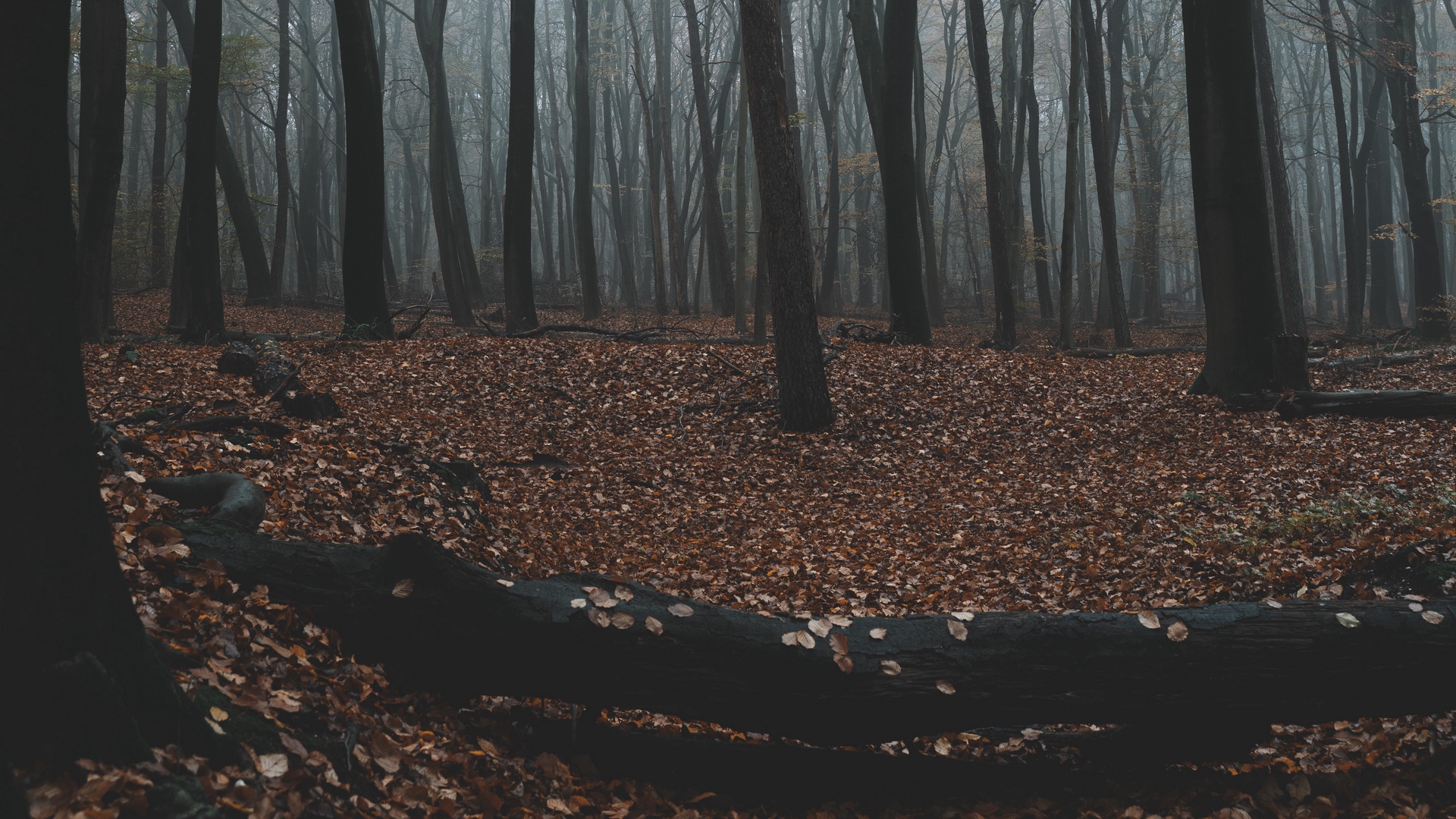 General 1920x1080 landscape forest nature trees fall mist gloomy