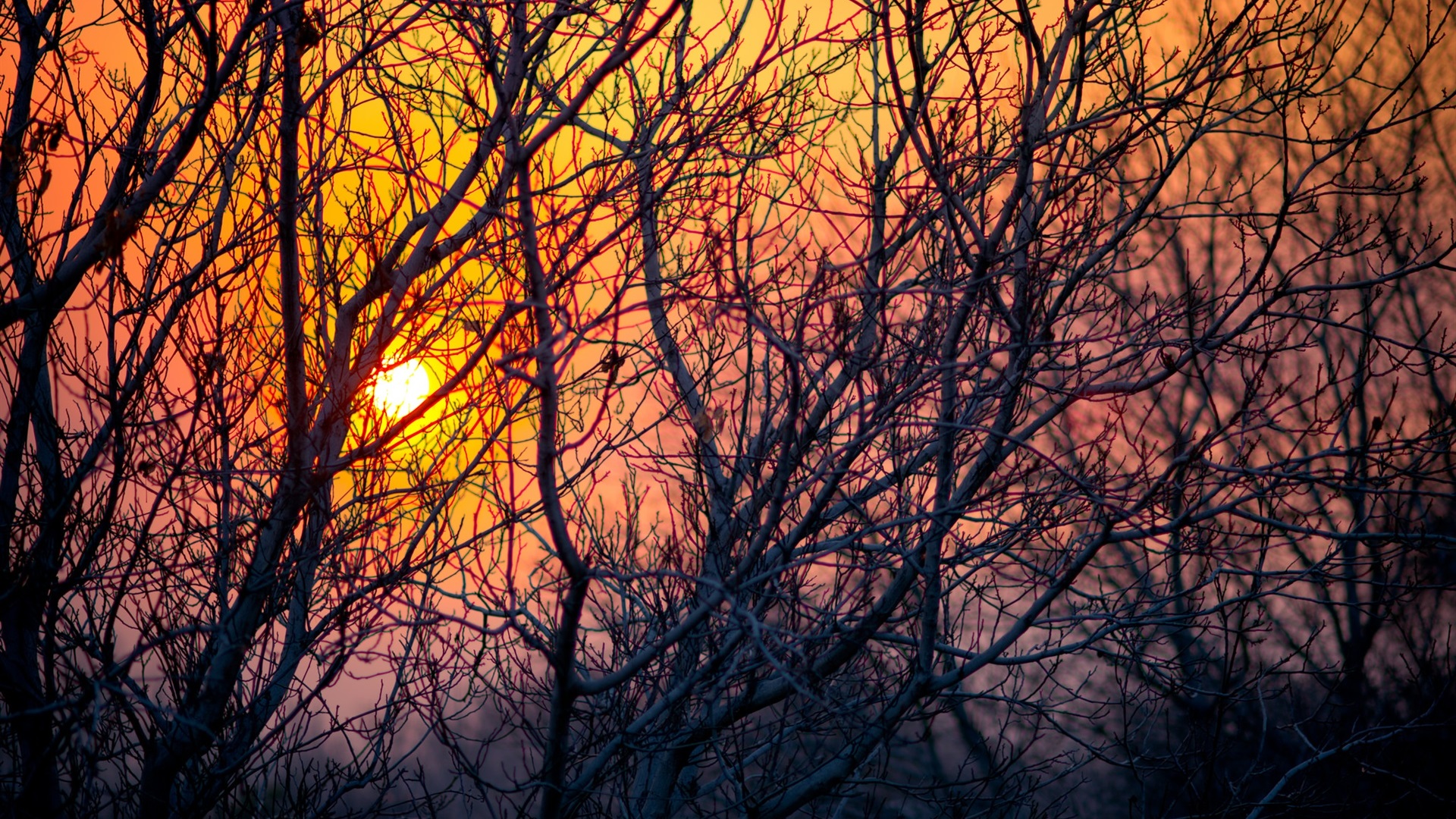 General 1920x1080 landscape nature sunlight sunset evening branch trees plants twigs