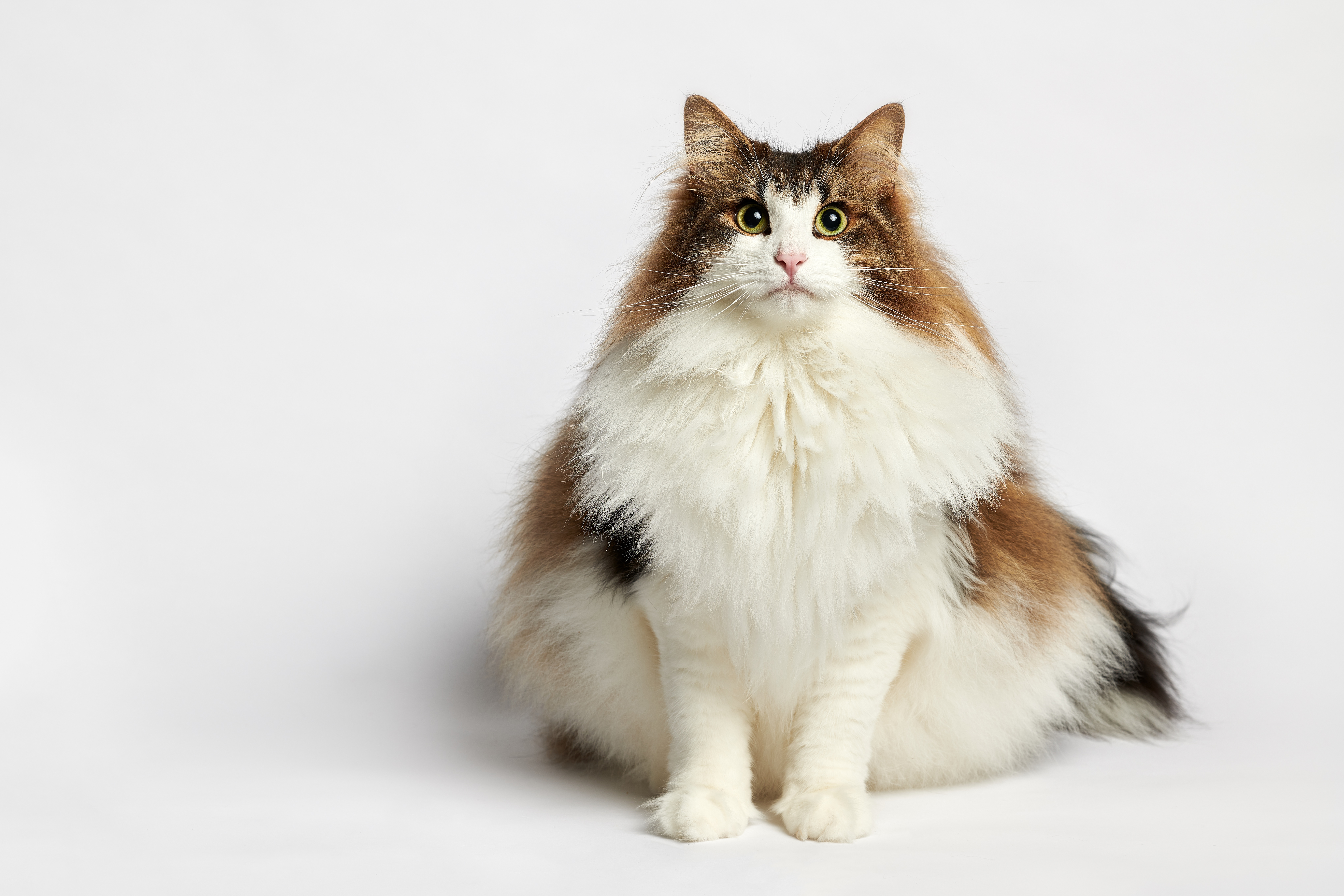 General 8158x5438 cats animals mammals simple background overweight