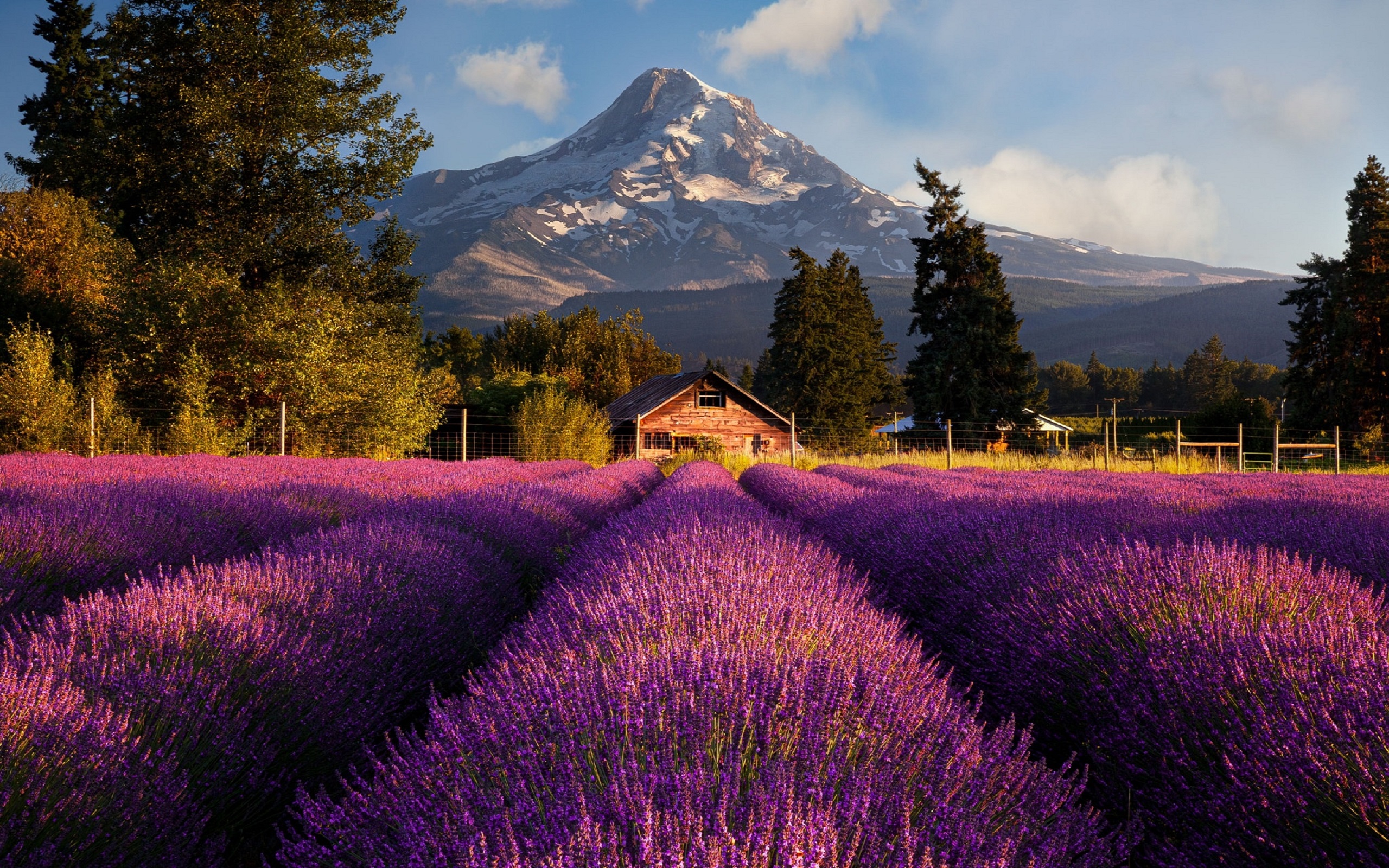 General 2560x1600 nature summer lavender flowers mountain top