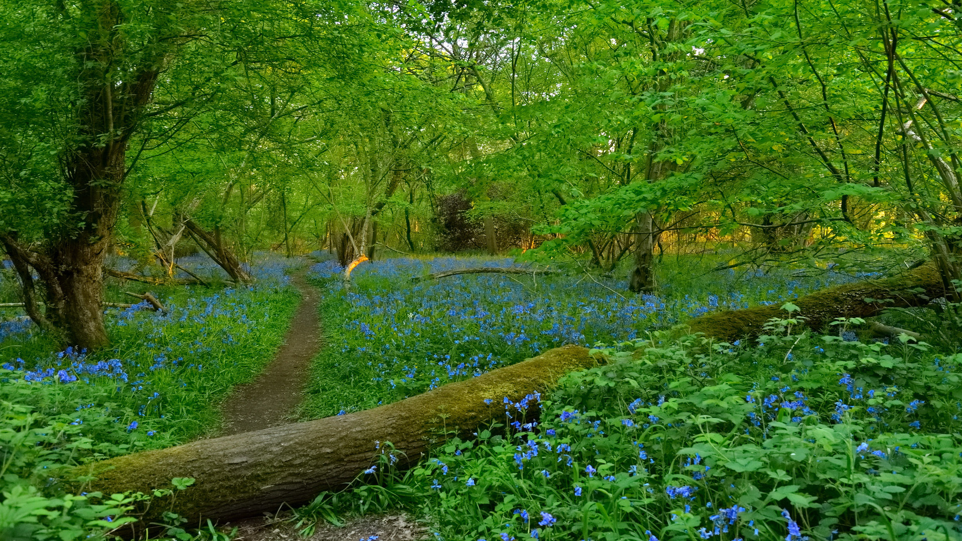 General 1920x1080 nature landscape forest trees flowers wildflowers grass path