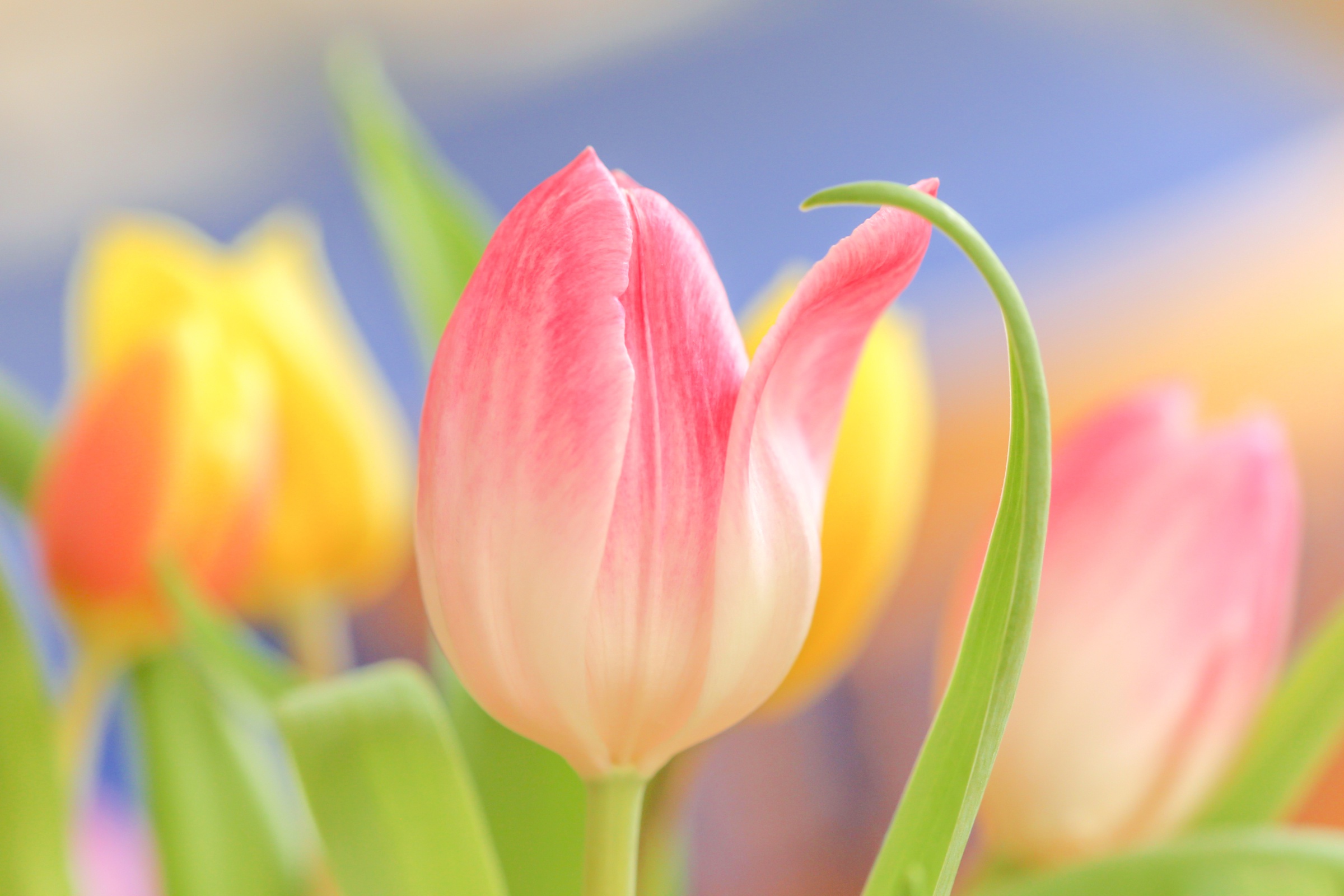 General 2400x1600 tulips flowers plants colorful vibrant