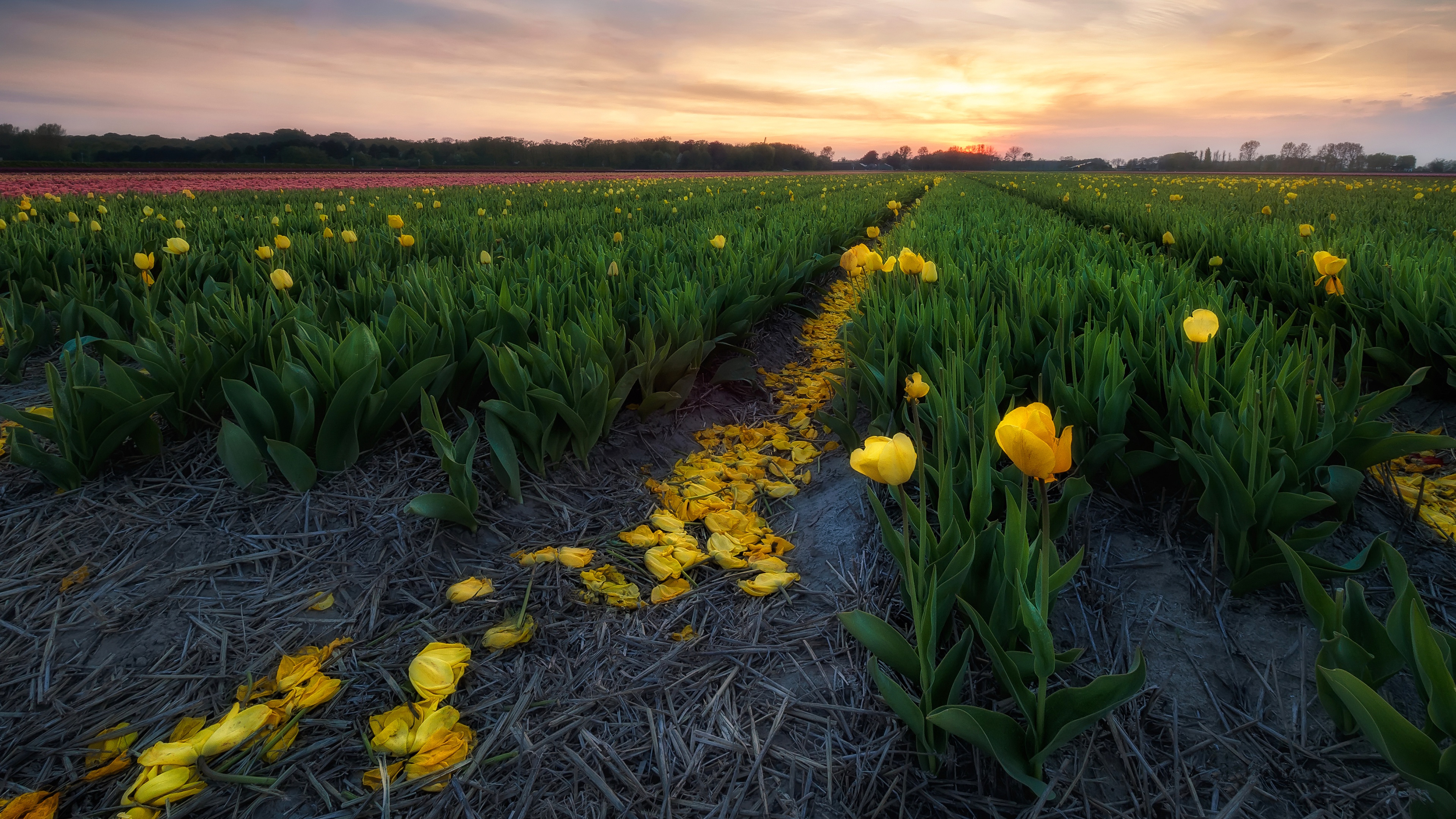 General 3840x2160 tulips flowers yellow flowers field landscape