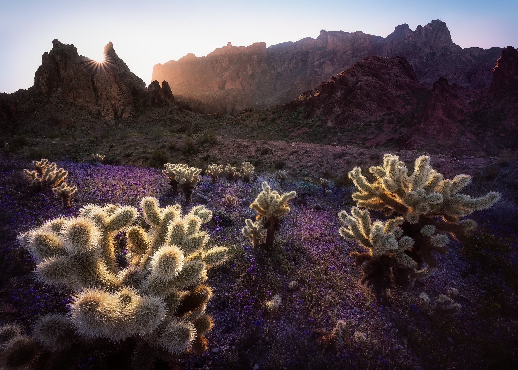 General 2048x1463 cactus plants nature landscape sunrise outdoors rocks